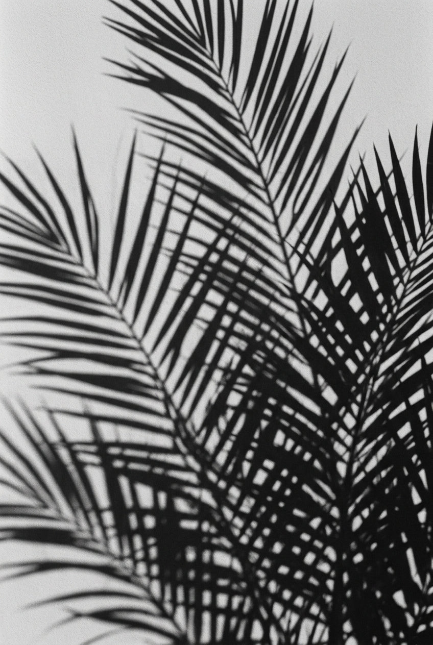Affiche Chambre Ombres de Palmier - Poster Noir et Blanc