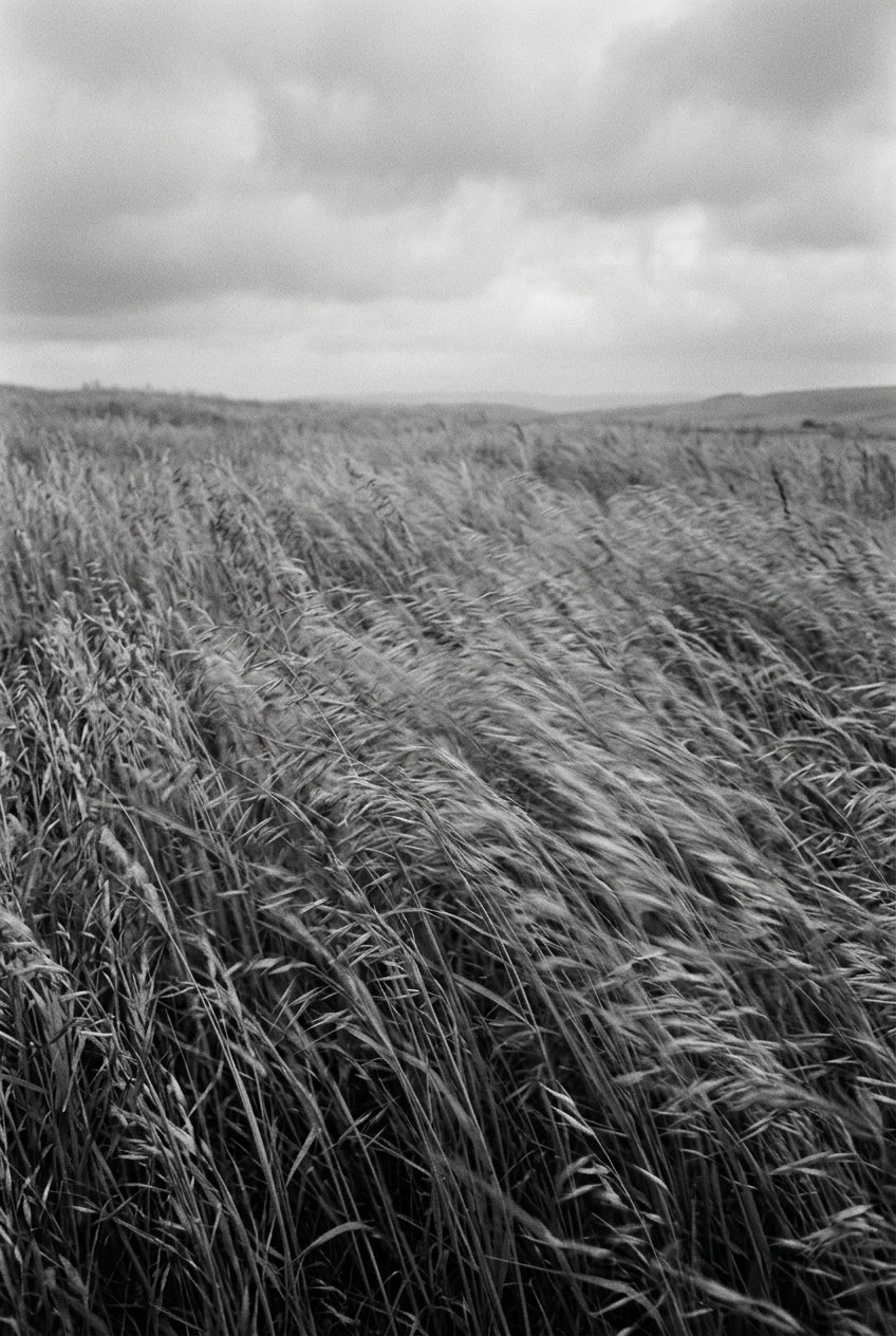 Affiche Chambre Herbes au Vent - Poster Noir et Blanc