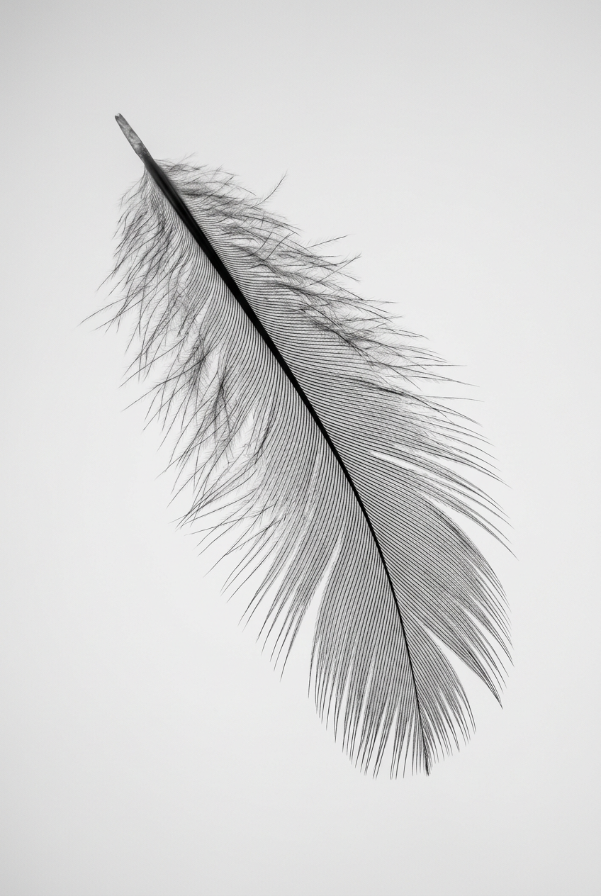 Affiche Chambre Plume - Poster Noir et Blanc