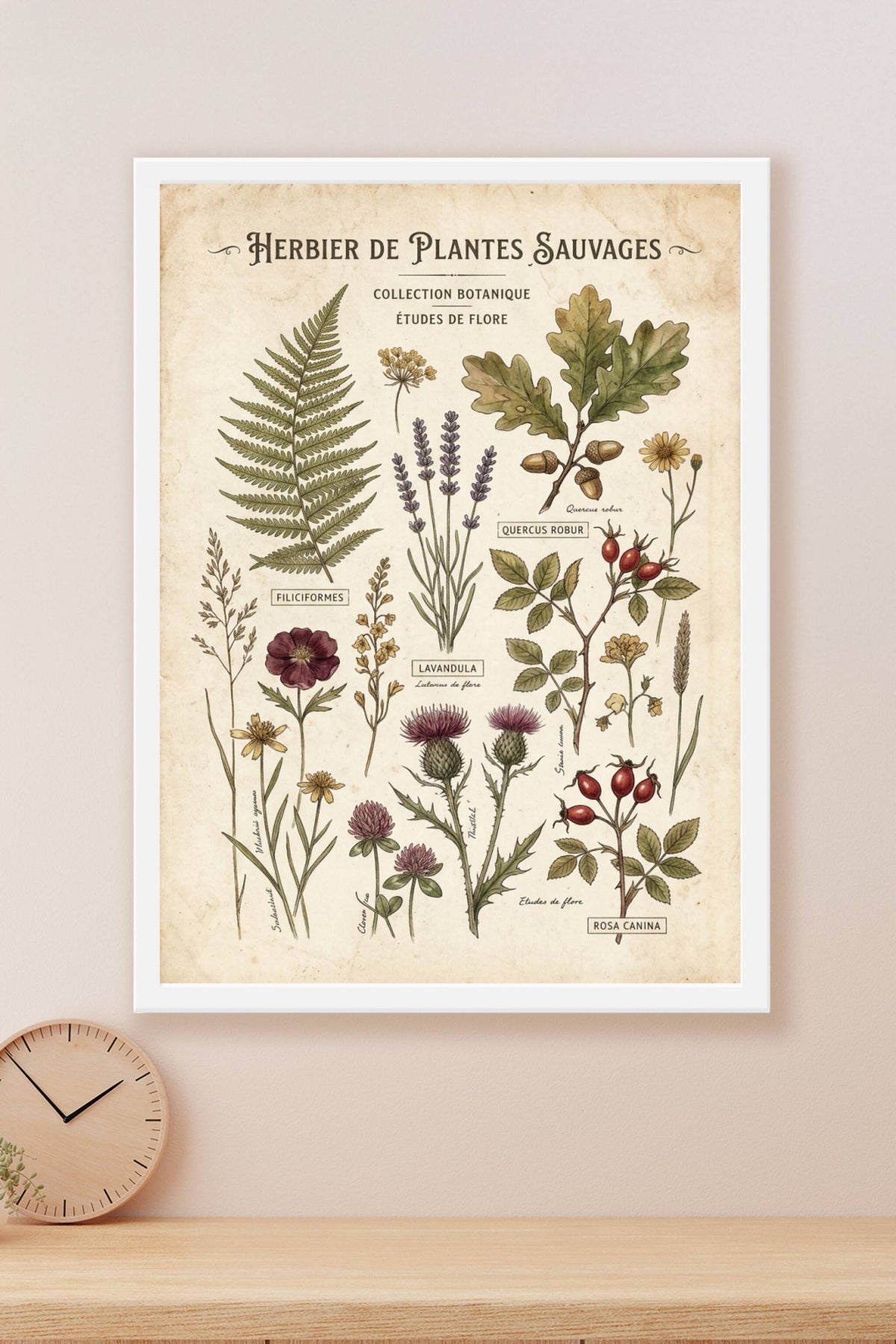 Affiche d'herbier vintage, planches de botanique