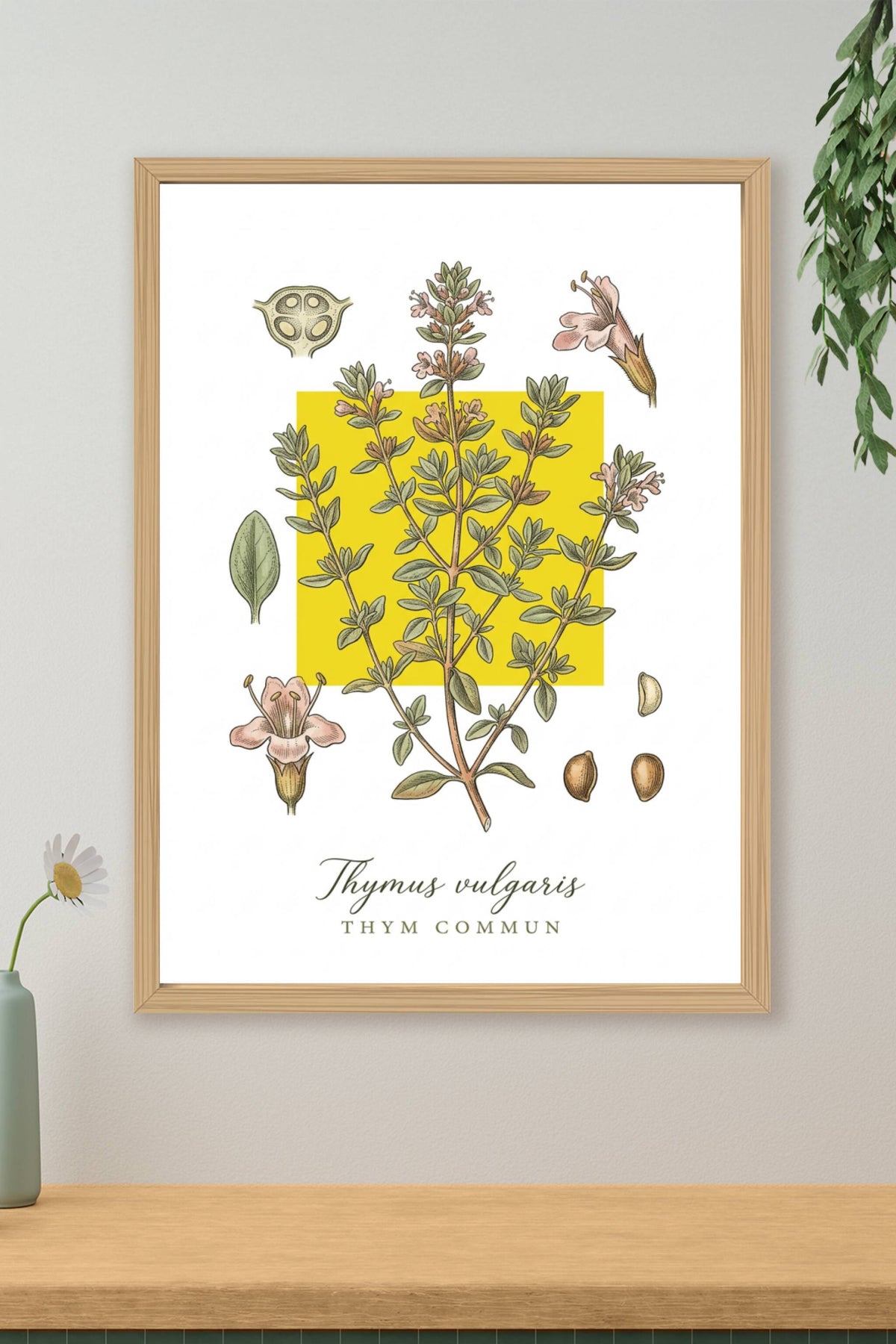 Affiche de Thym Commun, poster botanique | Afich