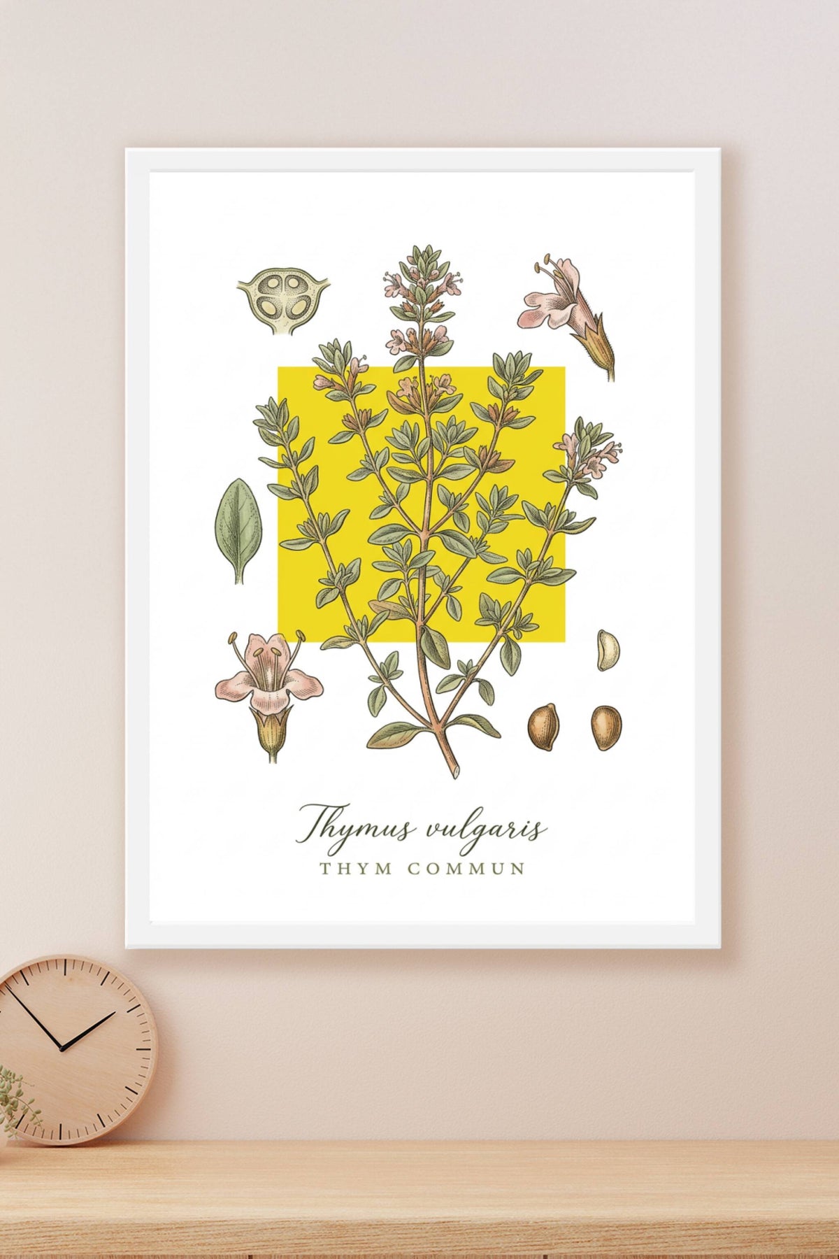 Affiche de Thym Commun, poster botanique | Afich
