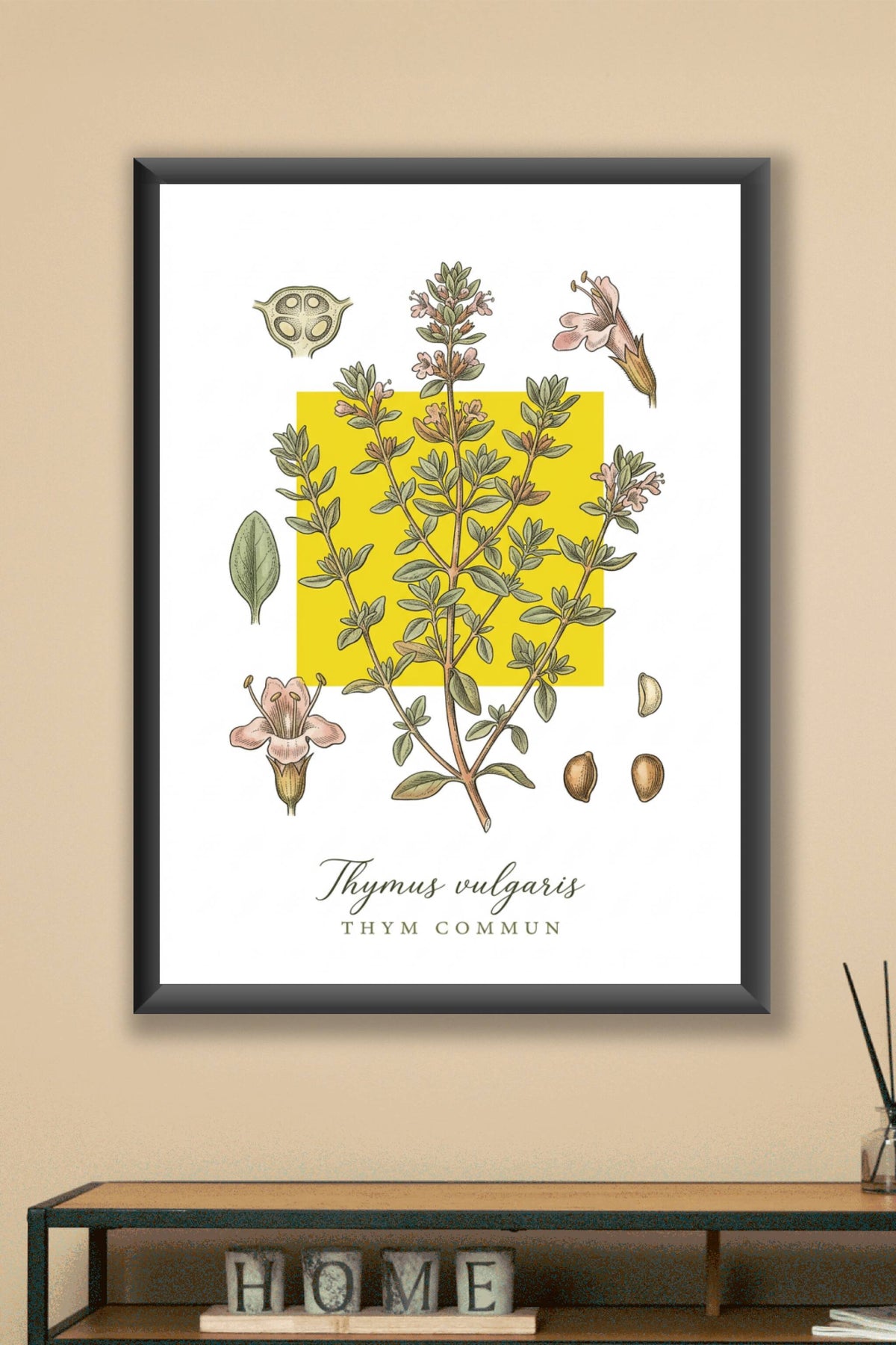 Affiche de Thym Commun, poster botanique | Afich
