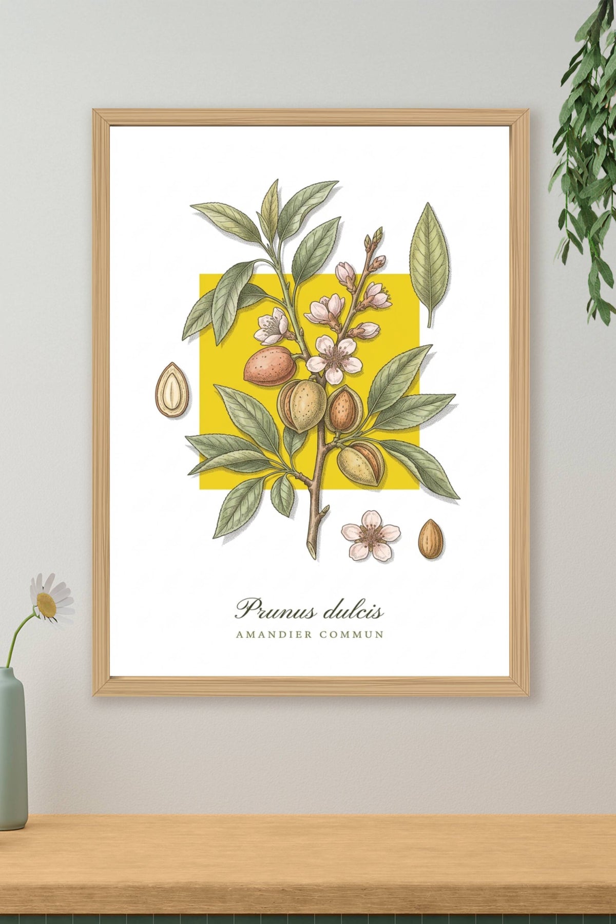 Affiche de l'amandier commun, poster illustré | Afich