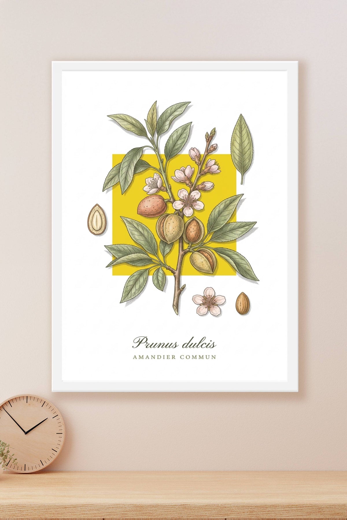 Affiche de l'amandier commun, poster illustré | Afich
