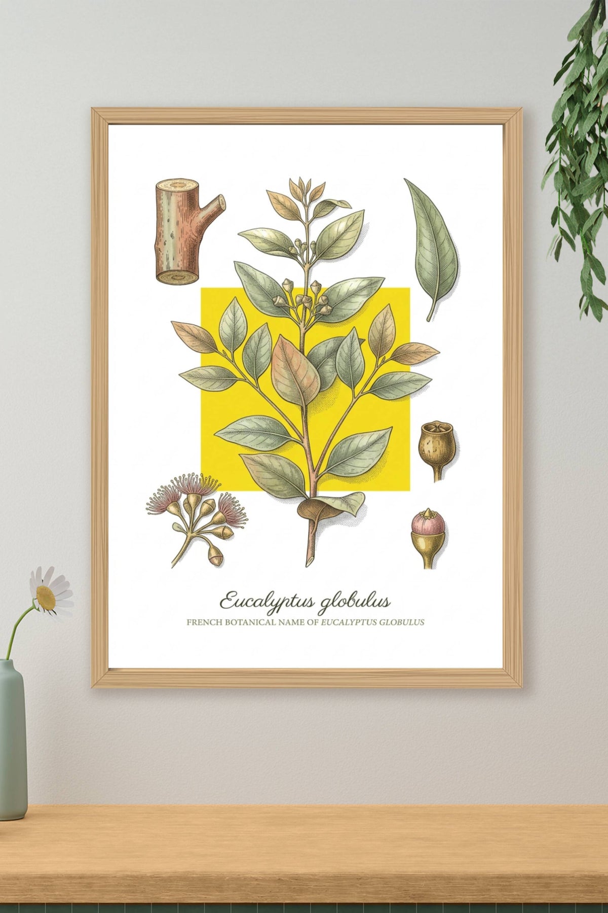 Affiche d'Eucalyptus globulus, style vintage | Afich
