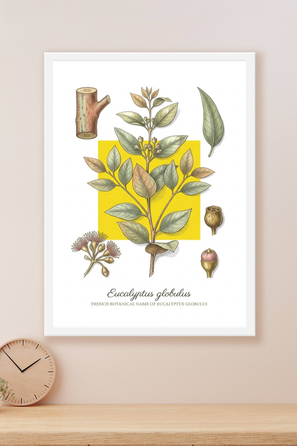 Affiche d'Eucalyptus globulus, style vintage | Afich
