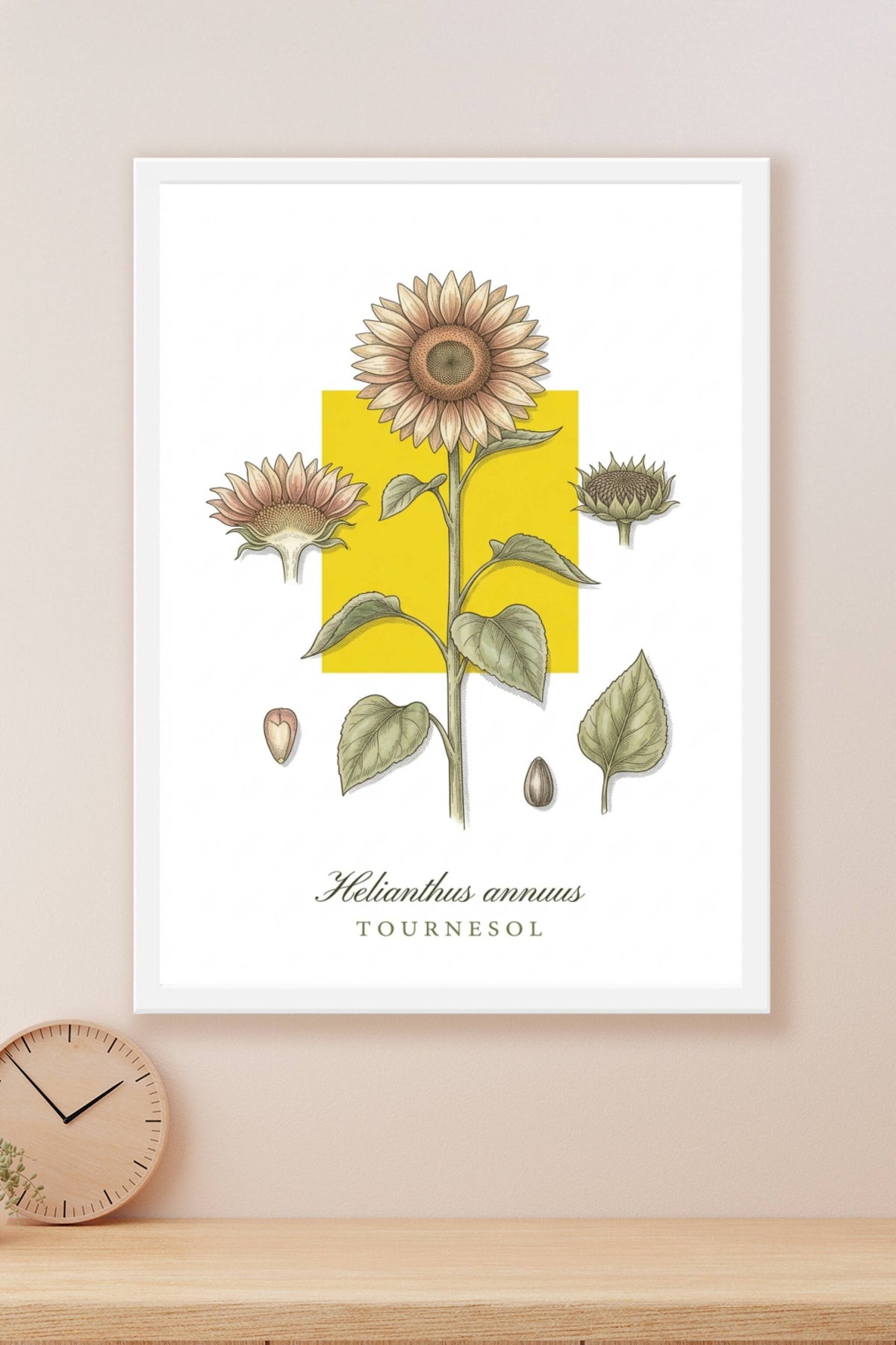Poster de tournesol, affiche botanique | Afich