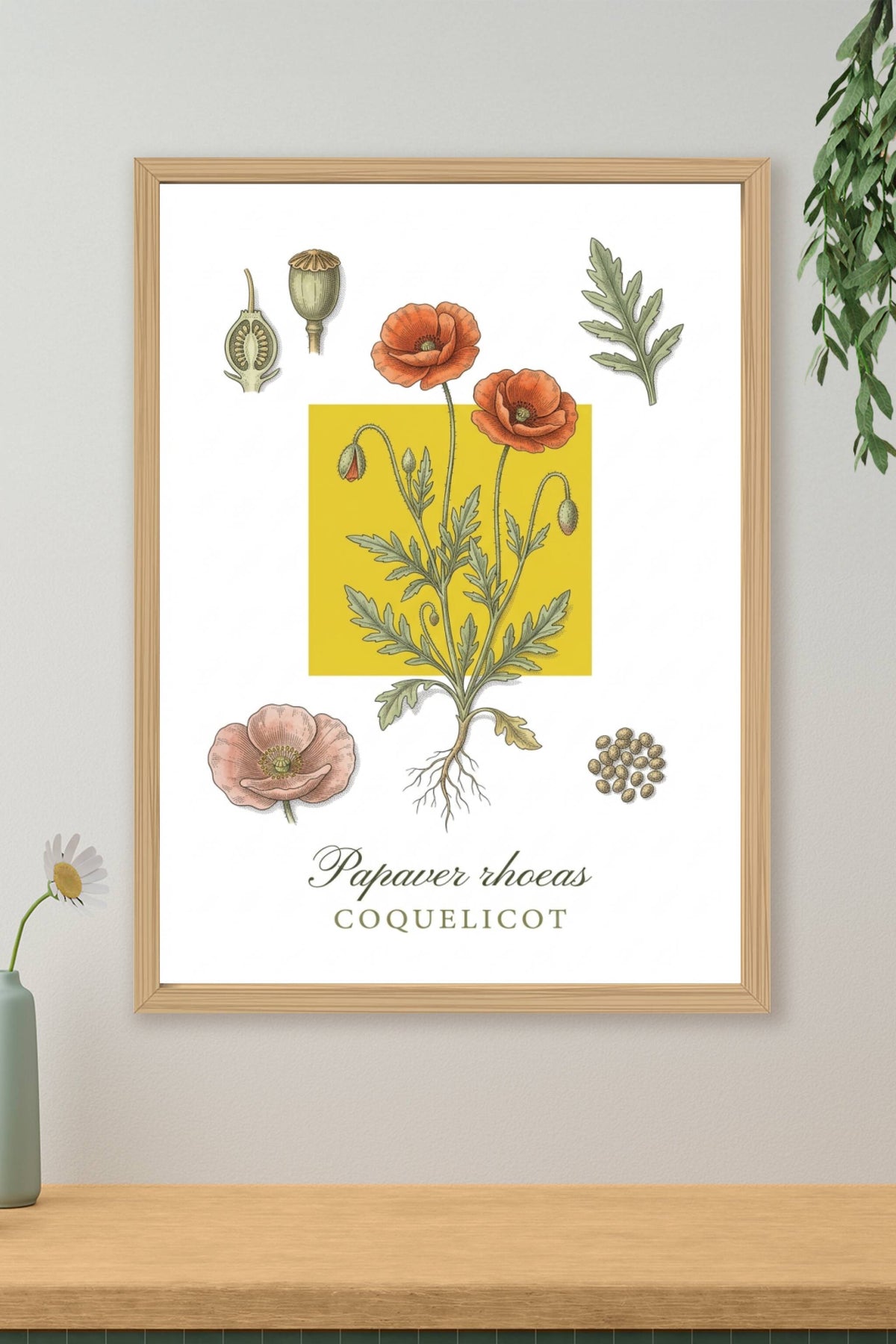 Affiche de Coquelicot, poster botanique | Afich
