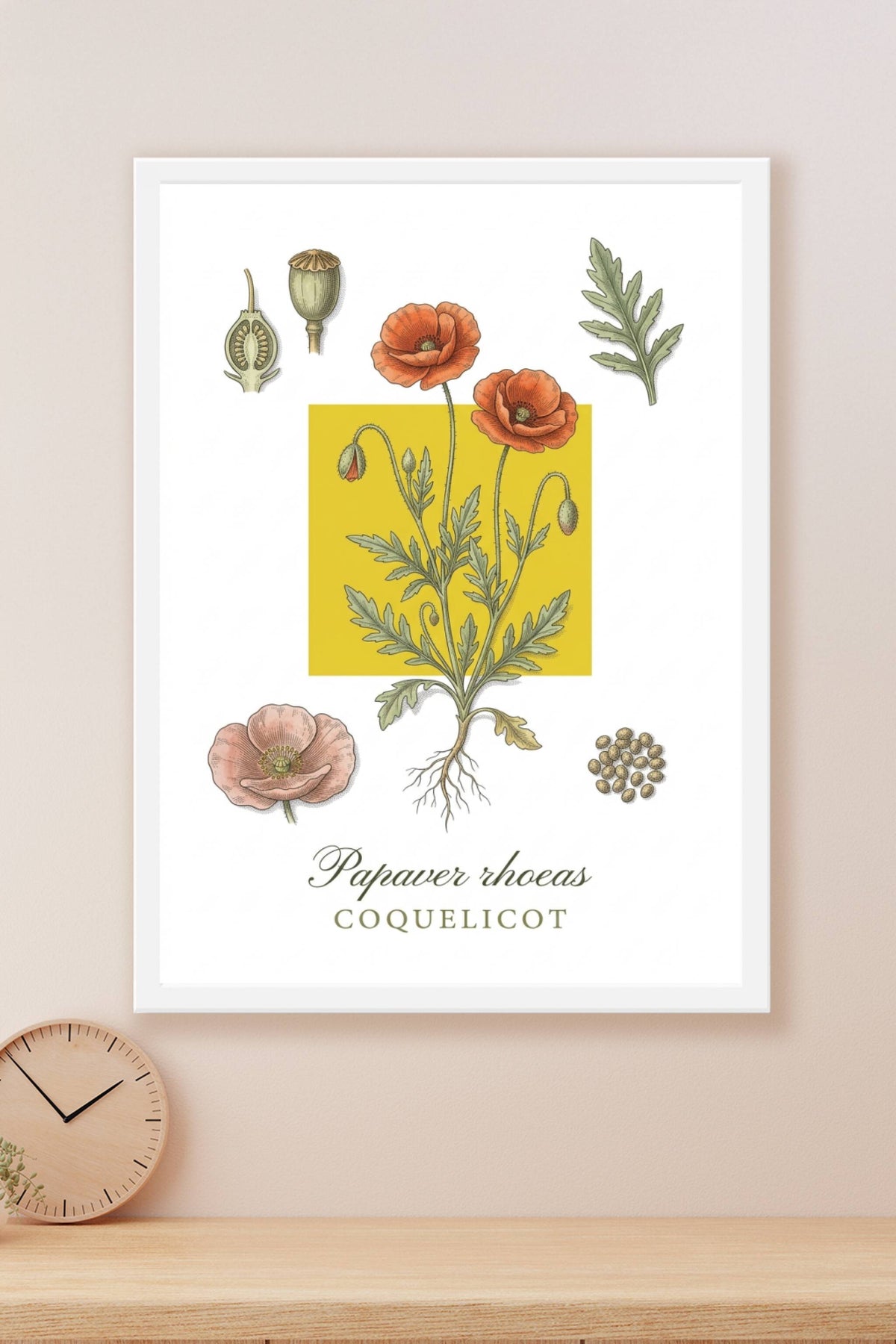 Affiche de Coquelicot, poster botanique | Afich