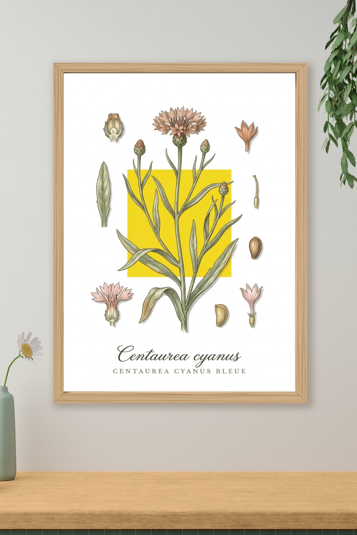 Affiche Centaurea cyanus, style botanique | Afich