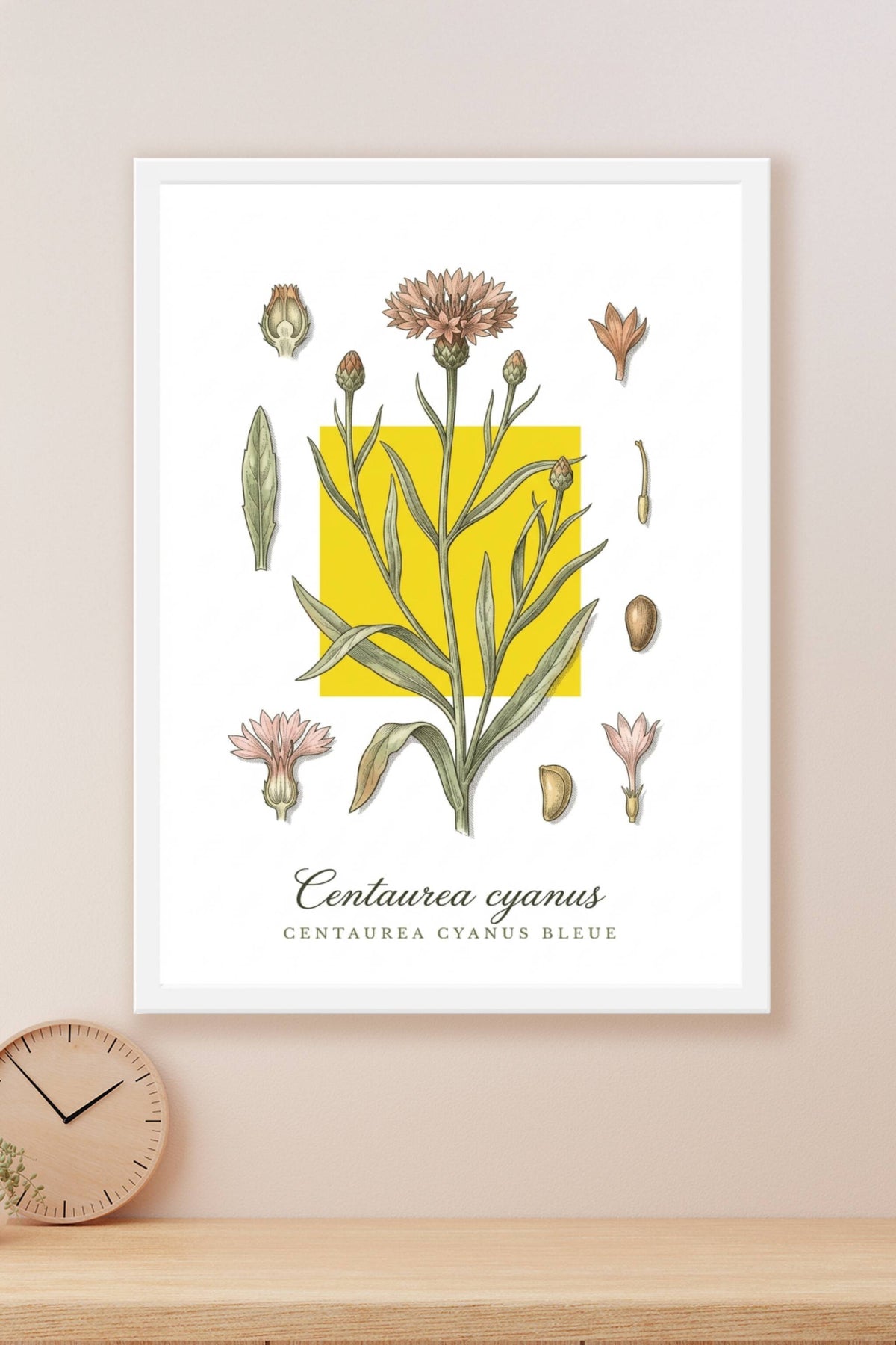 Affiche Centaurea cyanus, style botanique | Afich