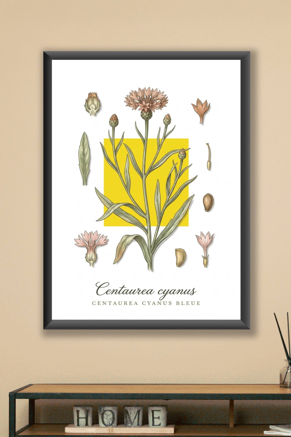 Affiche Centaurea cyanus, style botanique | Afich