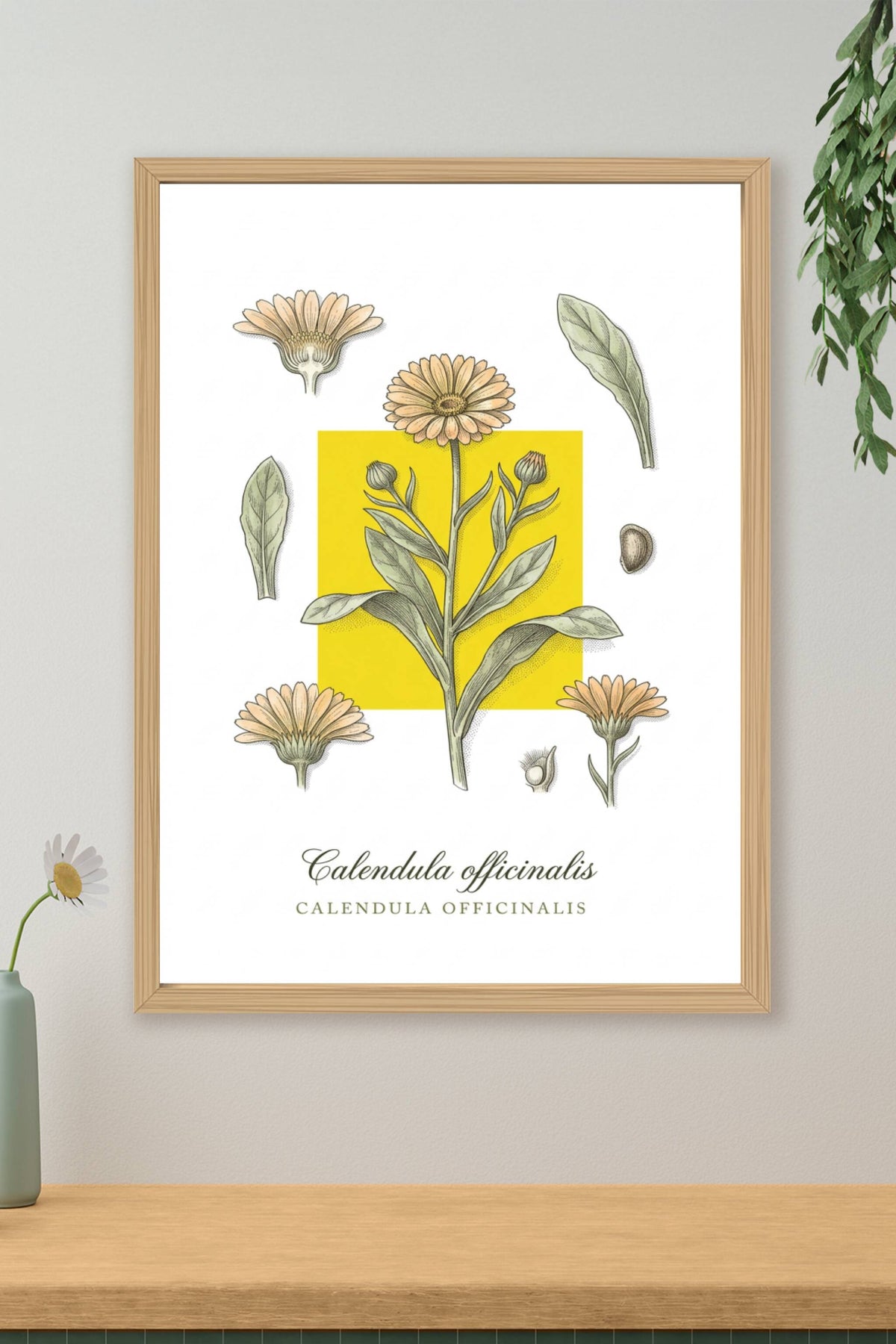 Affiche de Souci, poster Calendula officinalis