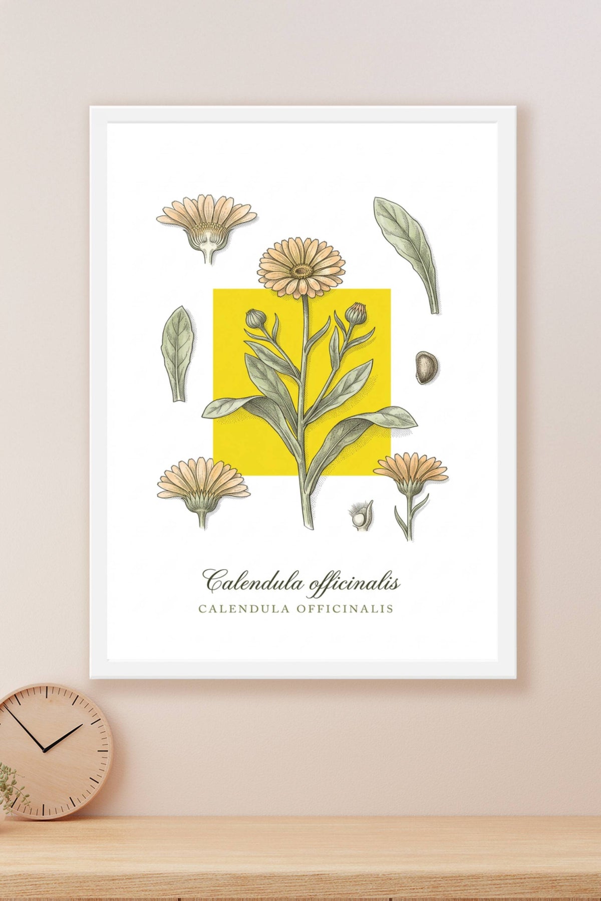 Affiche de Souci, poster Calendula officinalis