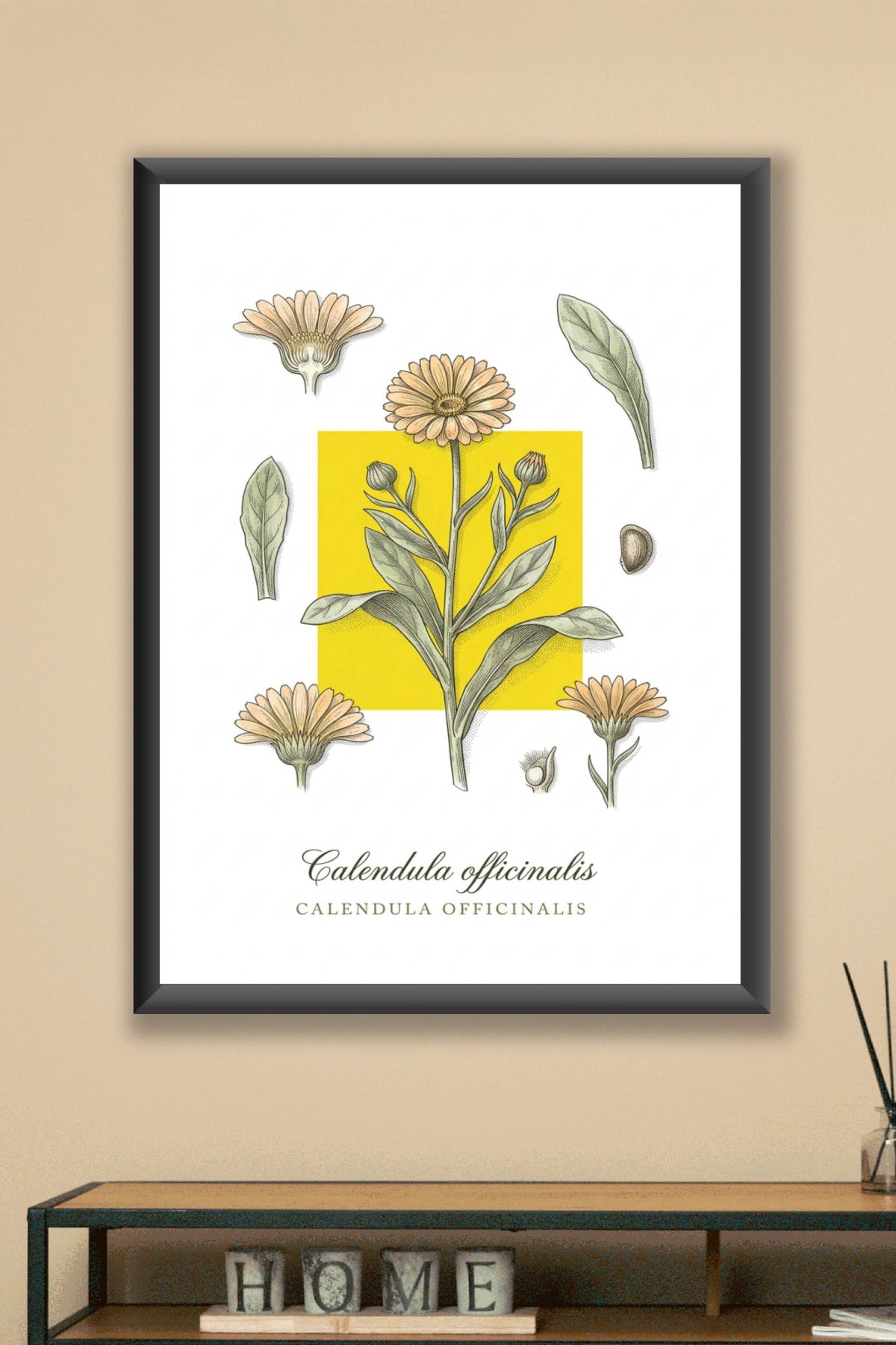 Affiche de Souci, poster Calendula officinalis