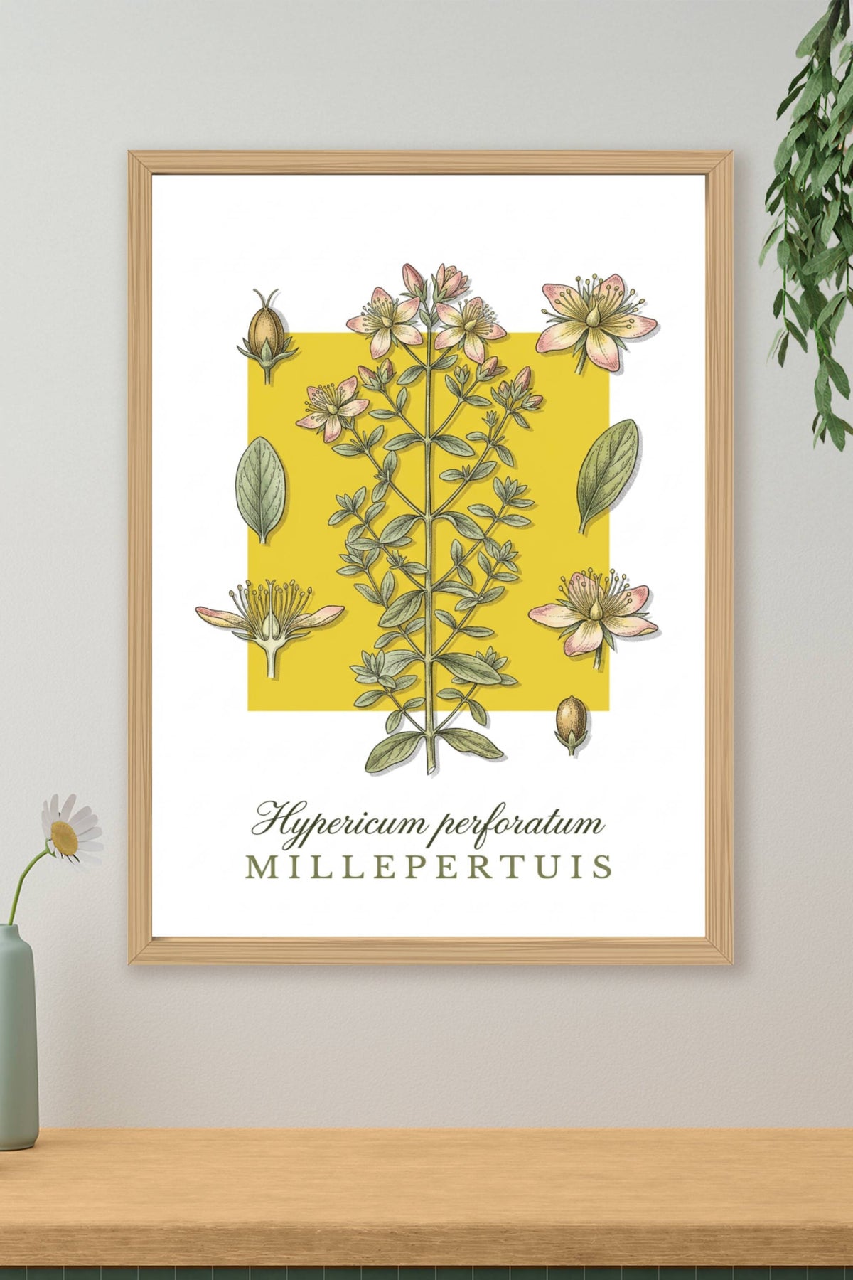 Affiche de millepertuis, poster plante aromatique | Afich
