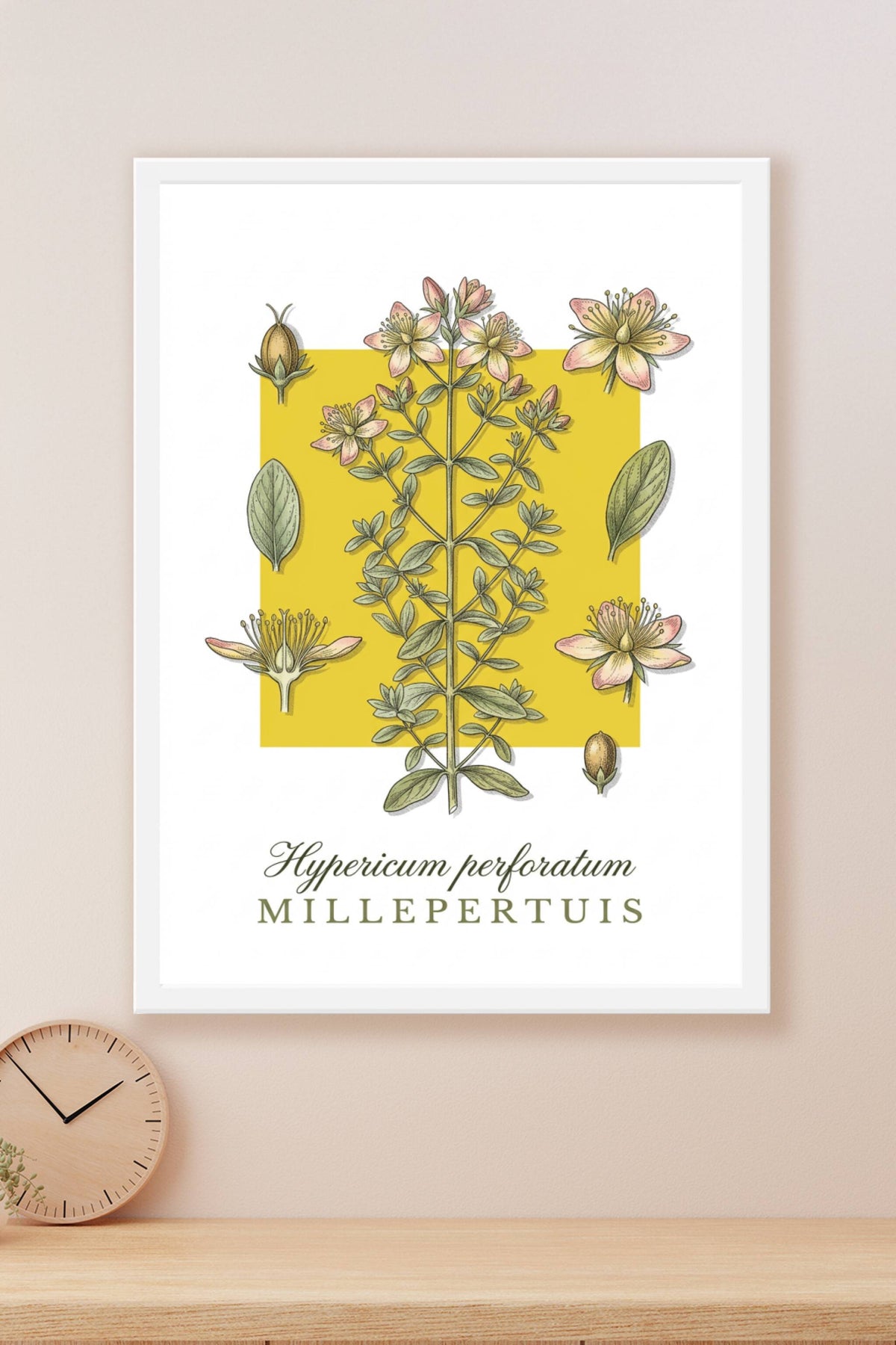 Affiche de millepertuis, poster plante aromatique | Afich