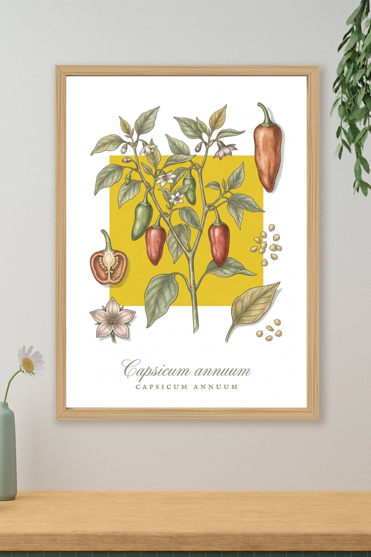 Affiche de piment Capsicum annuum, botanique | Afich