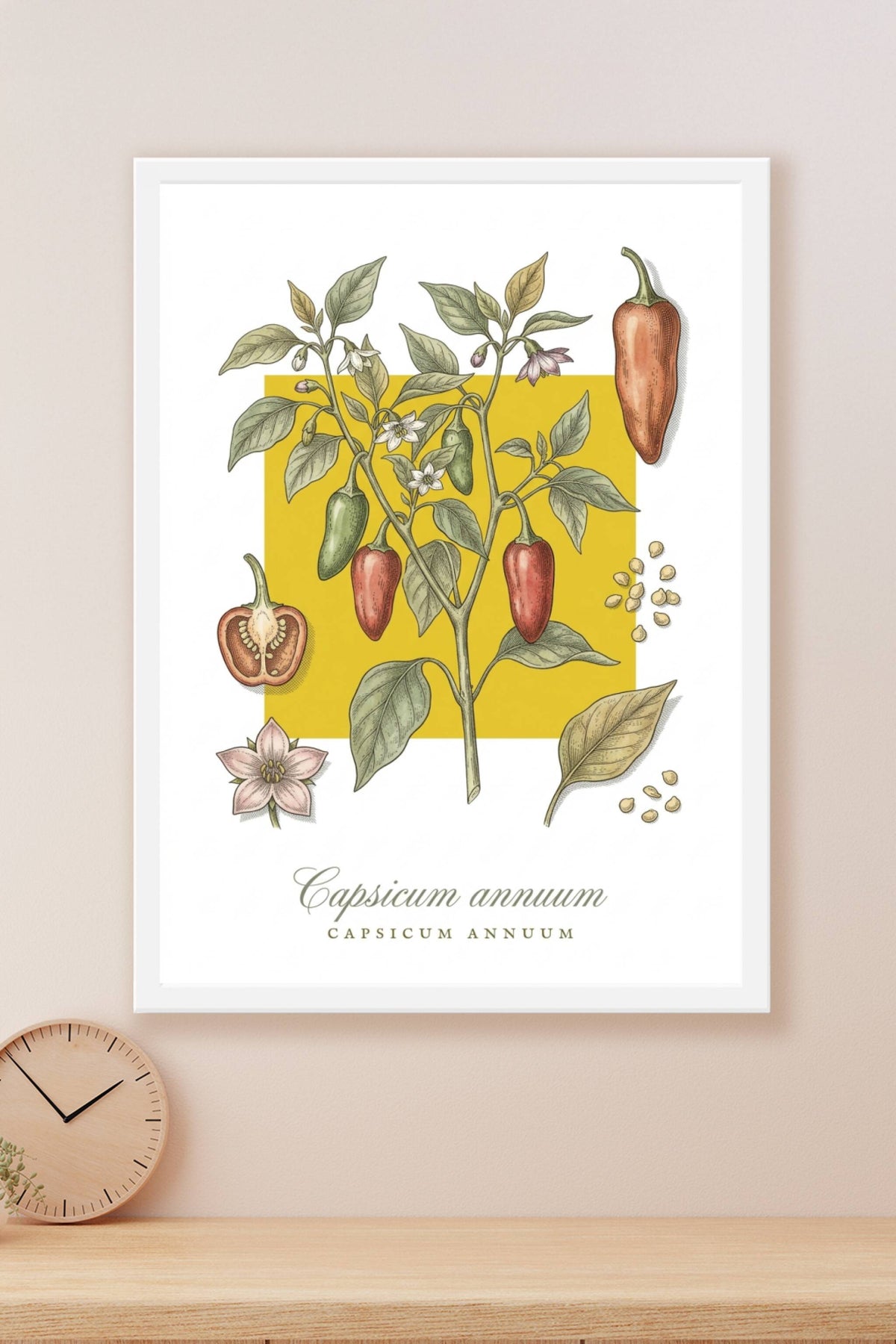 Affiche de piment Capsicum annuum, botanique | Afich