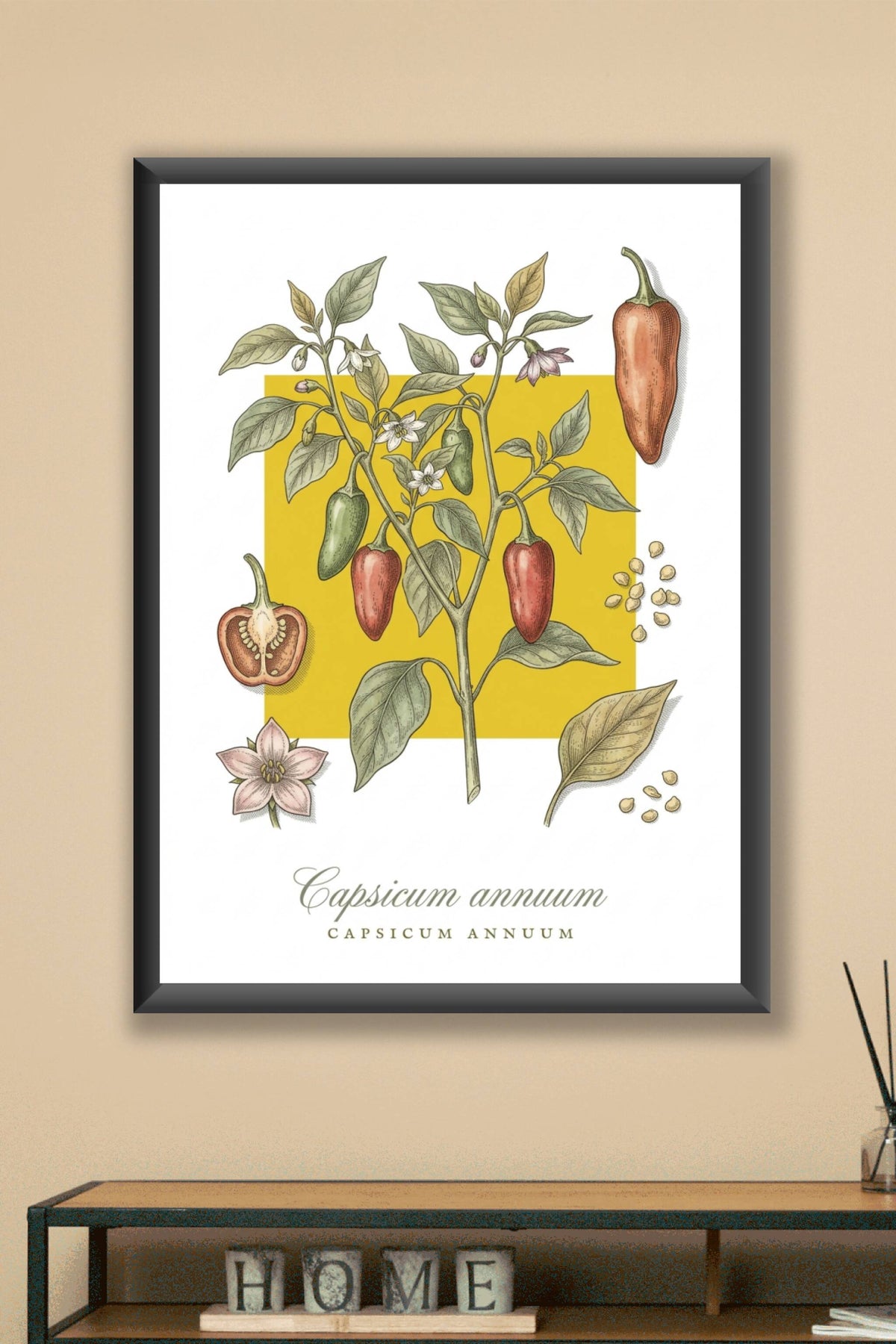 Affiche de piment Capsicum annuum, botanique | Afich
