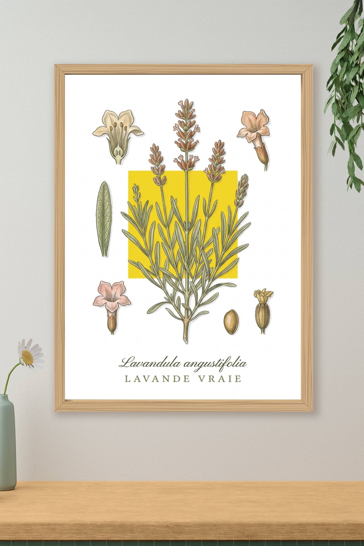 Affiche de lavande vraie, décor botanique | Afich