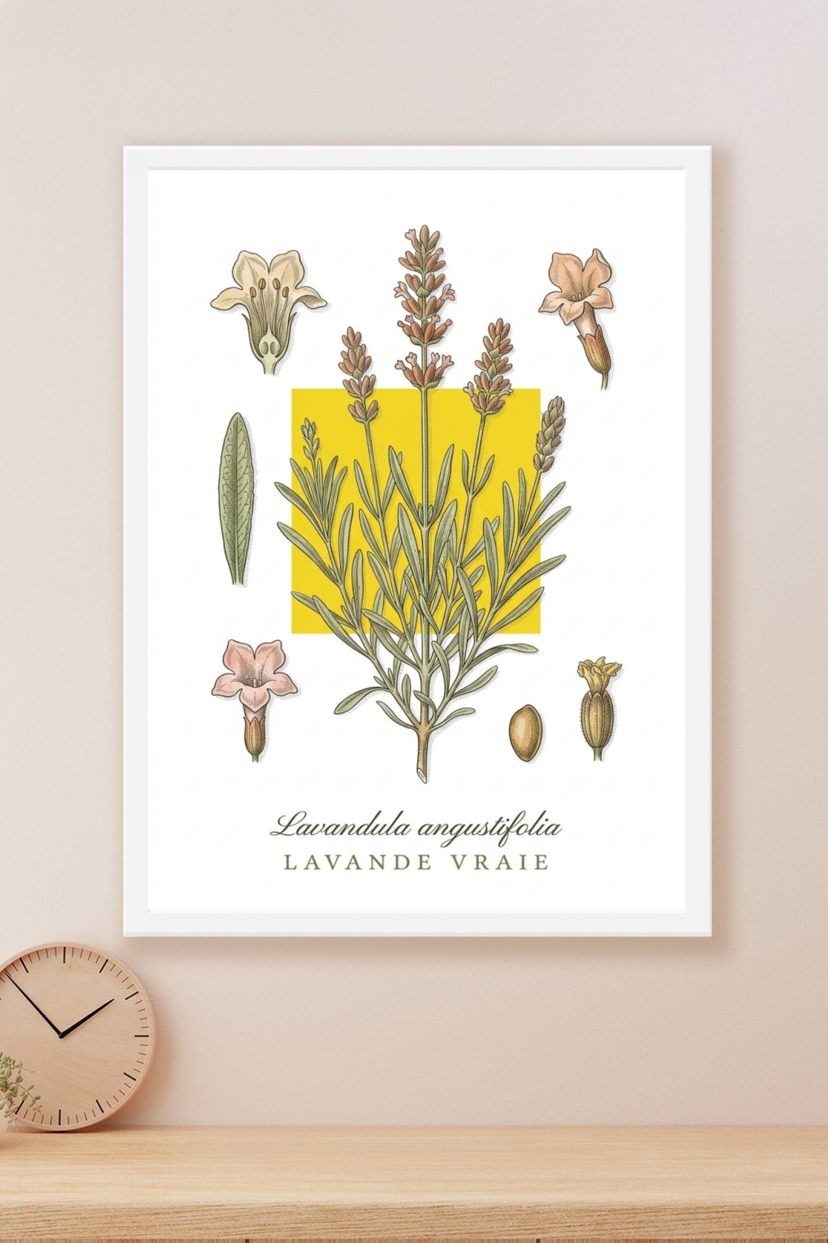 Affiche de lavande vraie, décor botanique | Afich