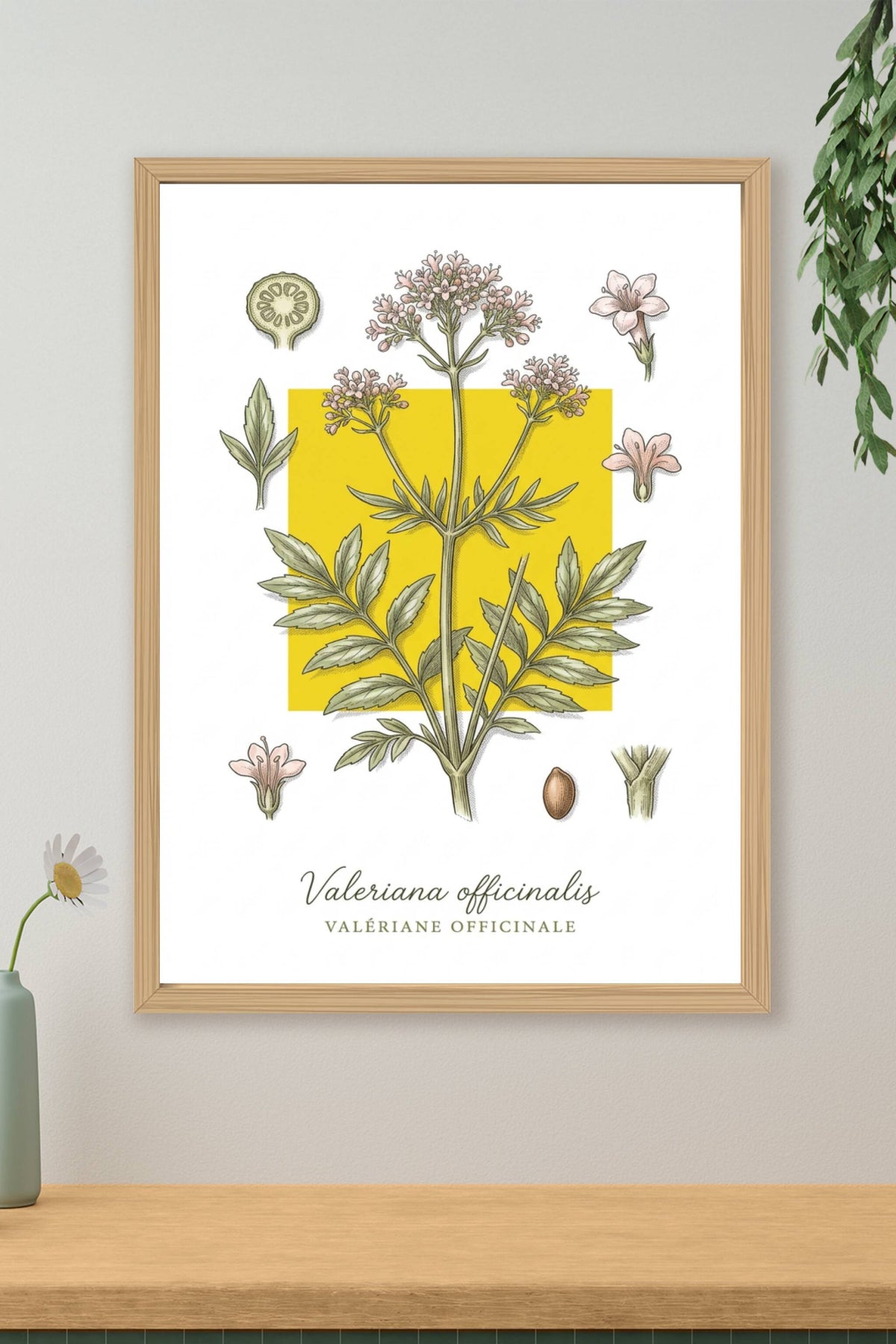 Affiche de Valériane, plante aromatique | Afich