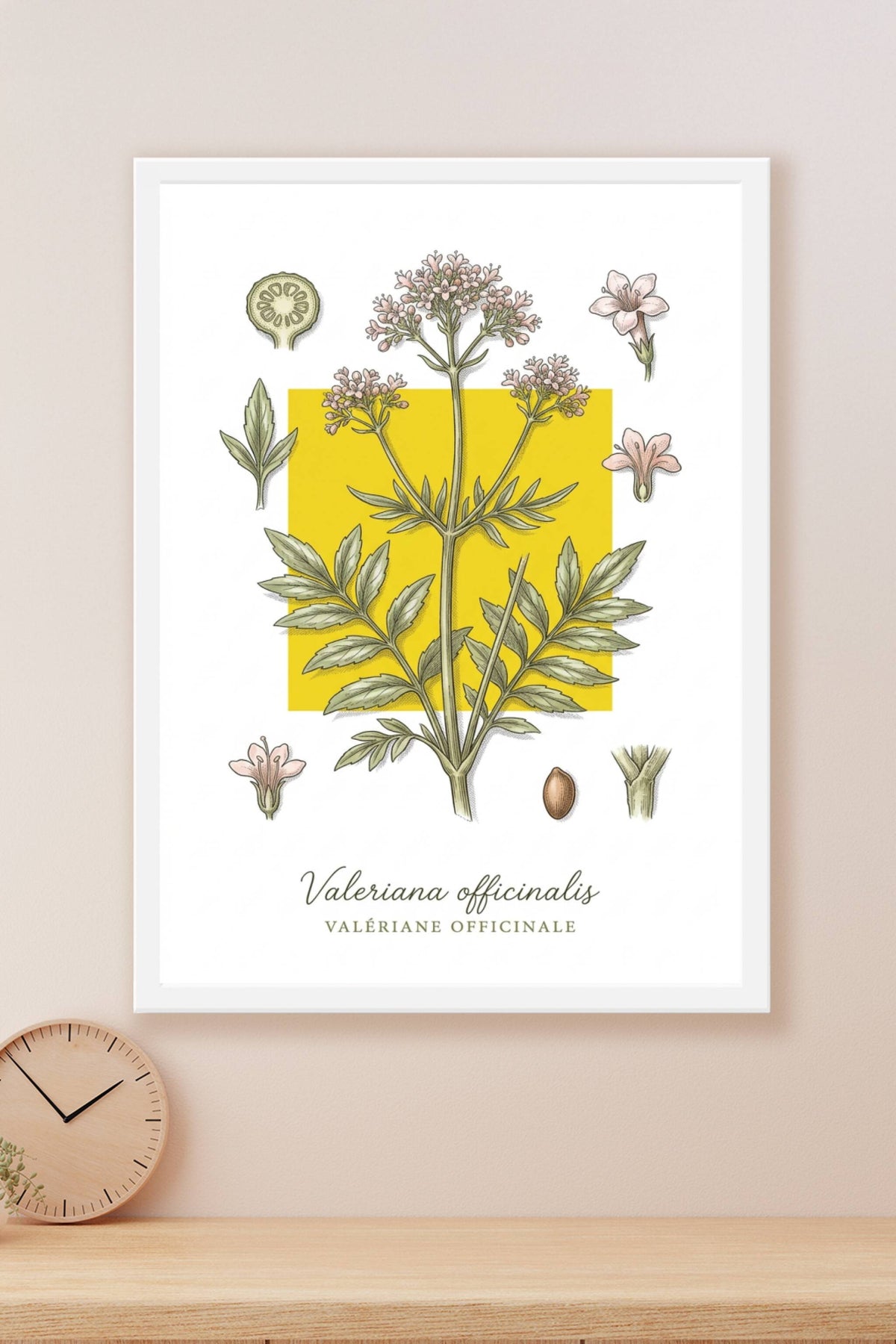 Affiche de Valériane, plante aromatique | Afich