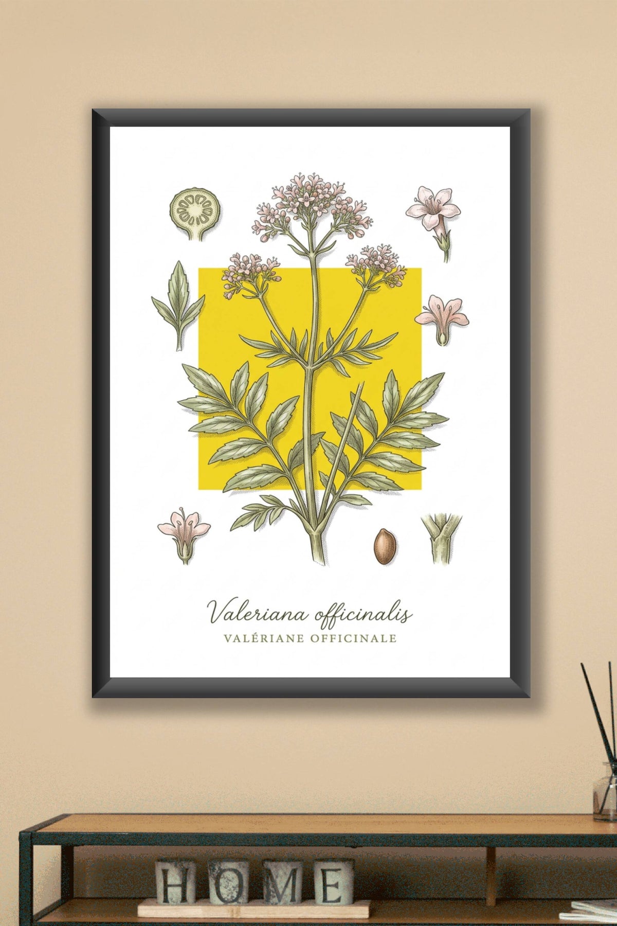 Affiche de Valériane, plante aromatique | Afich