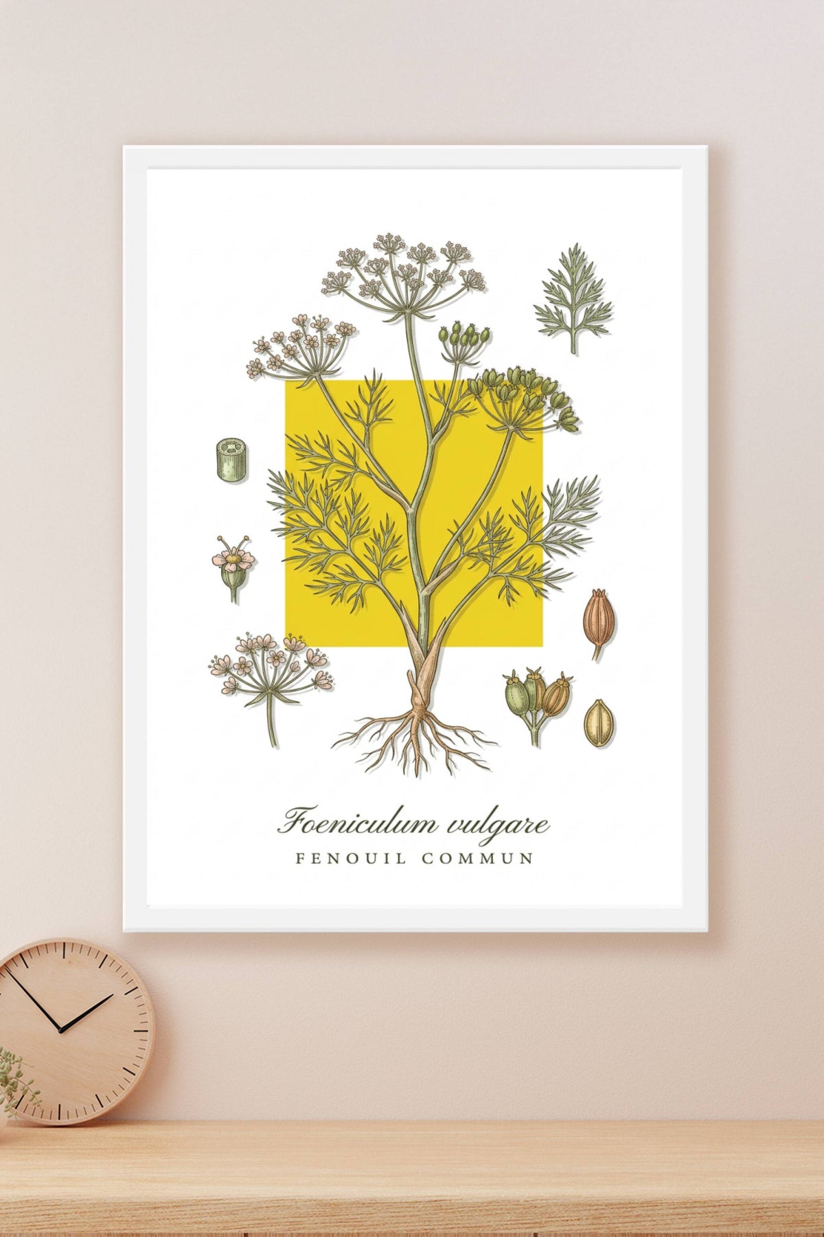 Affiche de fenouil commun, style botanique | Afich