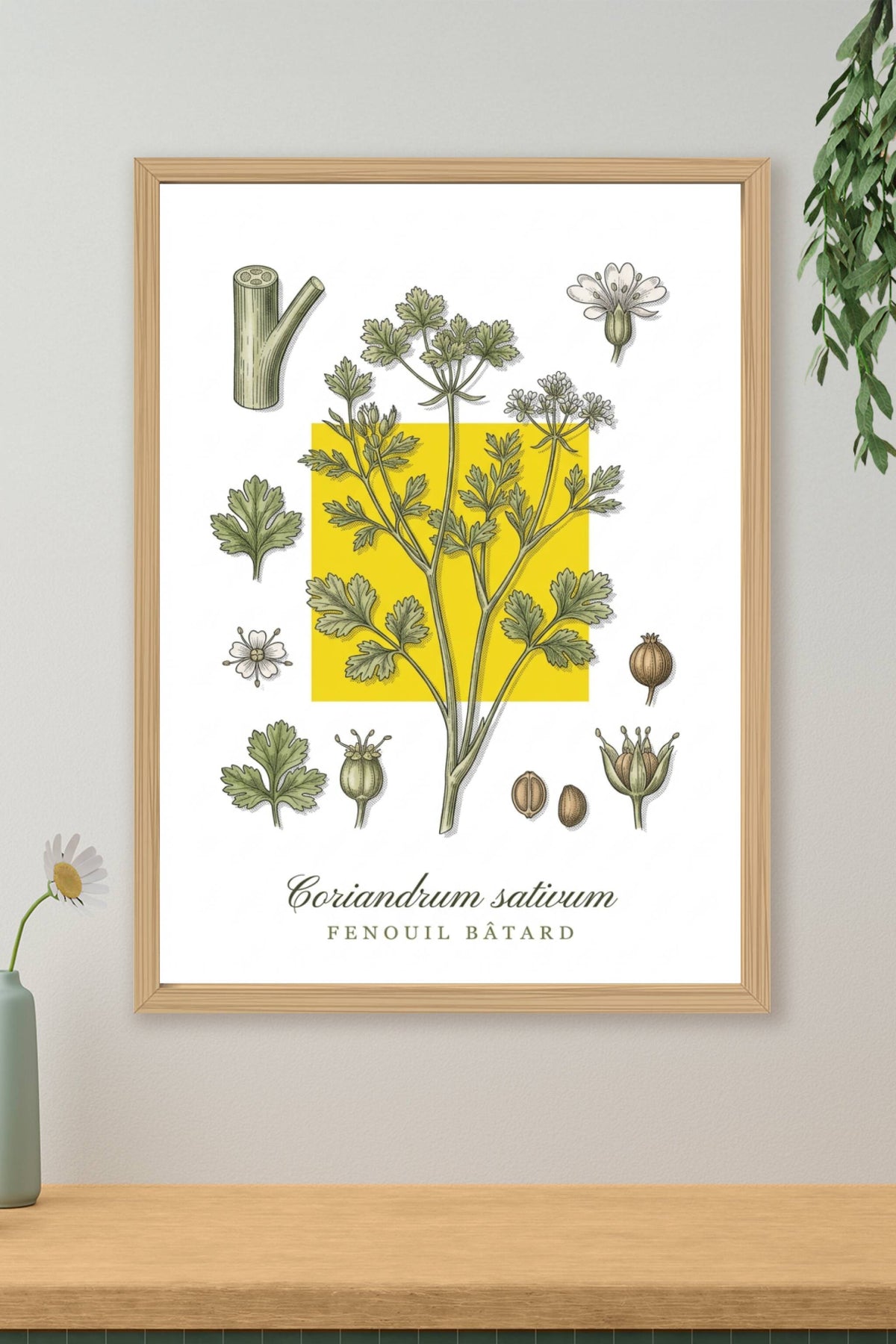 Affiche de coriandre, poster Coriandrum sativum | Afich
