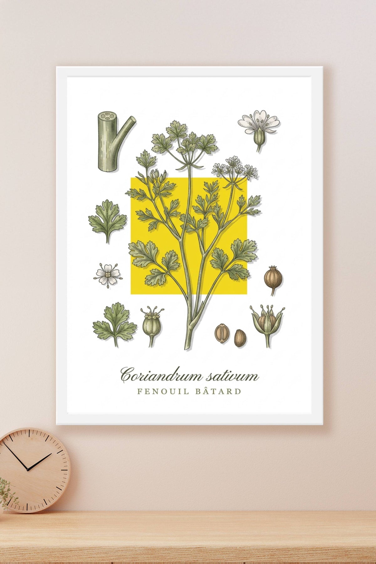 Affiche de coriandre, poster Coriandrum sativum | Afich