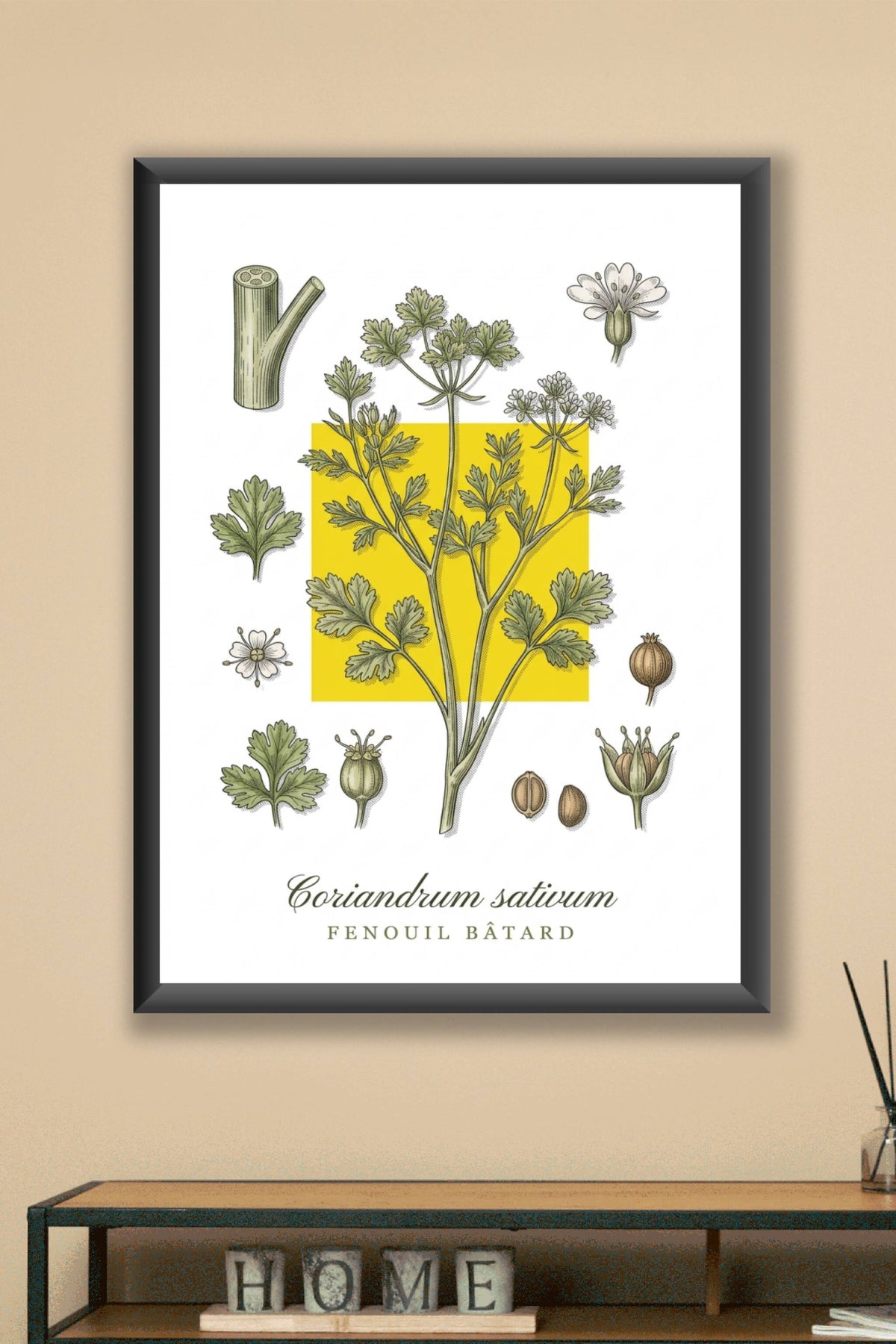 Affiche de coriandre, poster Coriandrum sativum | Afich