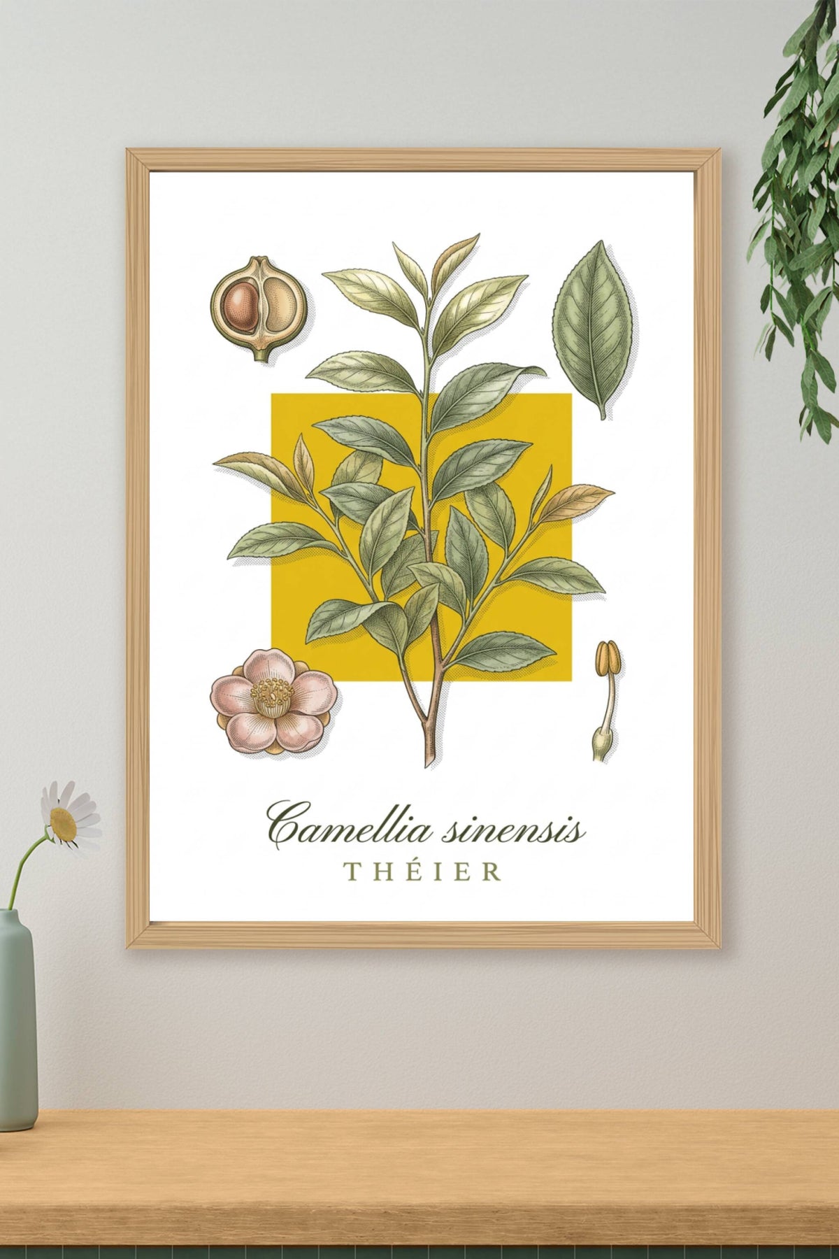 Affiche du Théier, poster Camellia sinensis | Afich