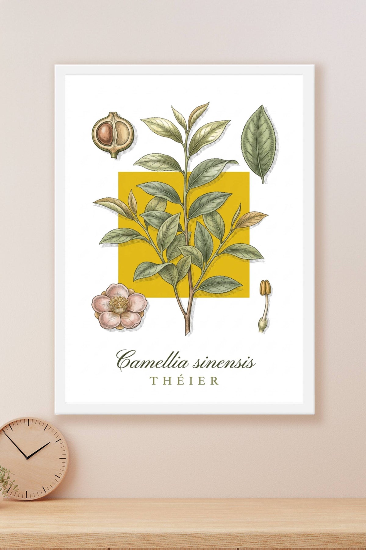 Affiche du Théier, poster Camellia sinensis | Afich