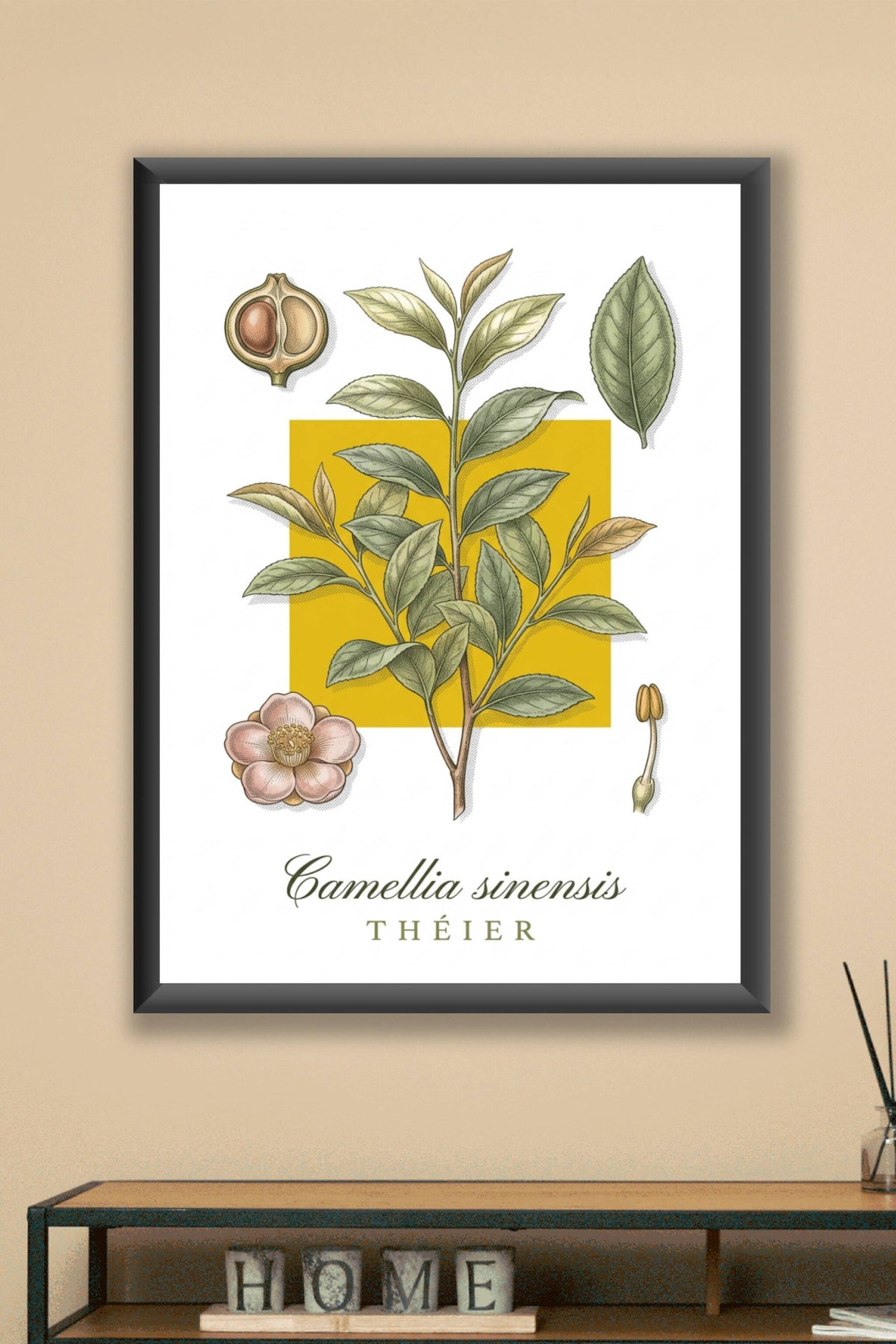 Affiche du Théier, poster Camellia sinensis | Afich