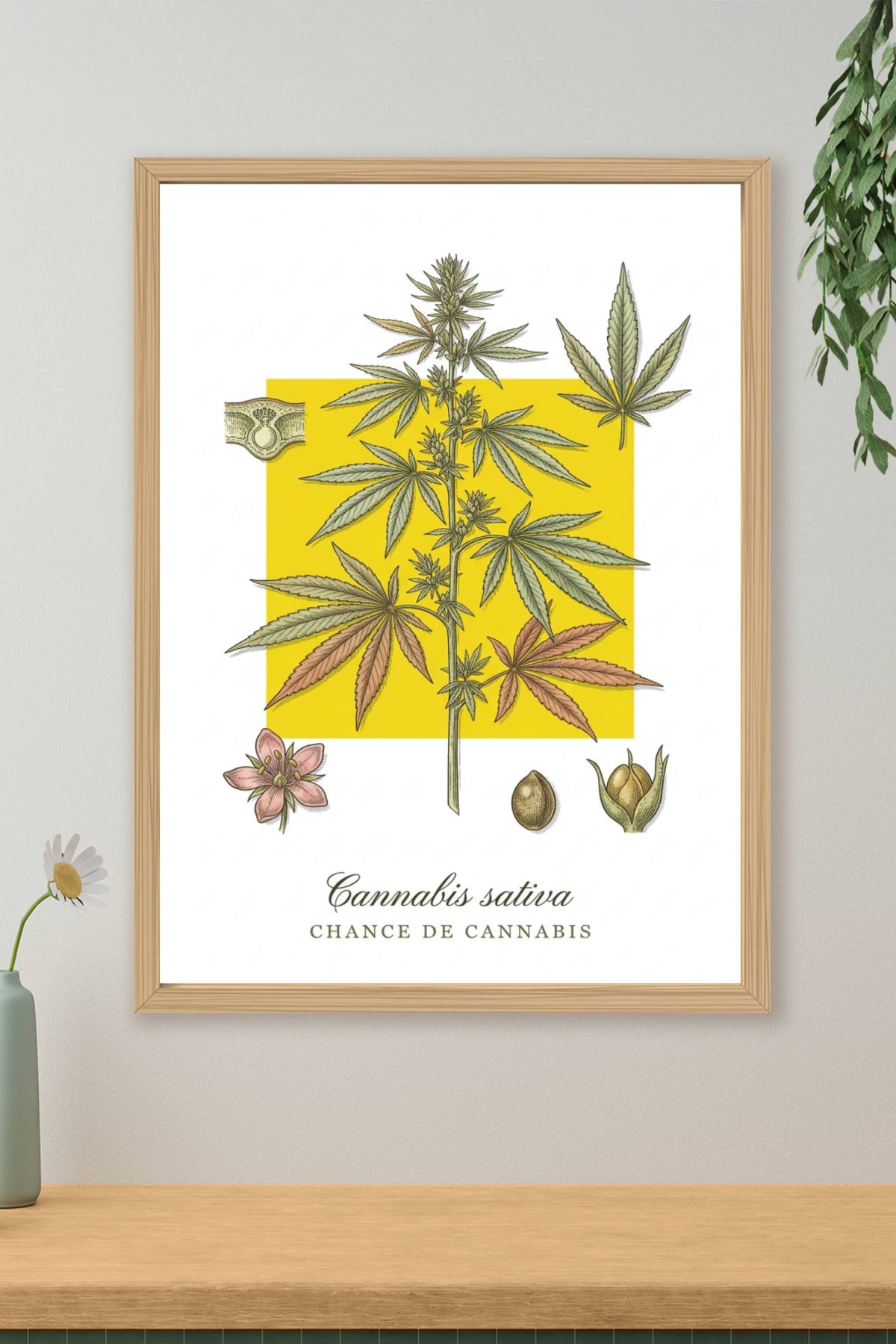 Affiche de Cannabis sativa, style botanique | Afich