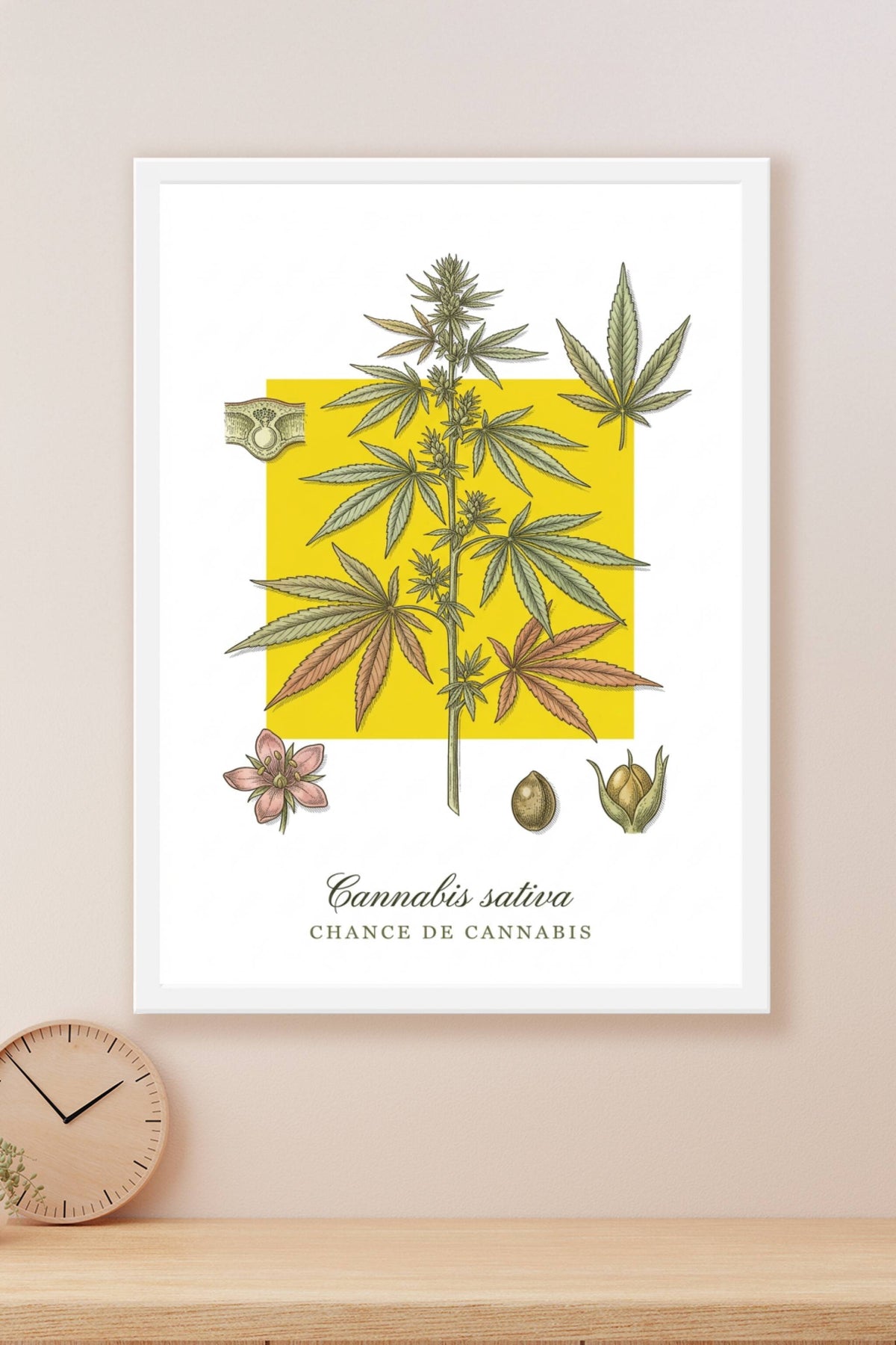 Affiche de Cannabis sativa, style botanique | Afich