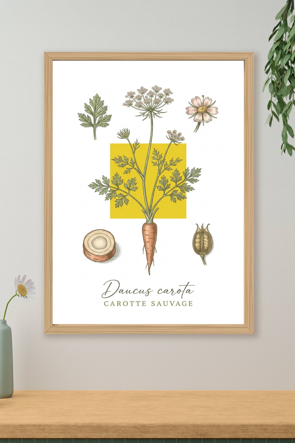 Affiche de Carotte Sauvage, planche botanique | Afich