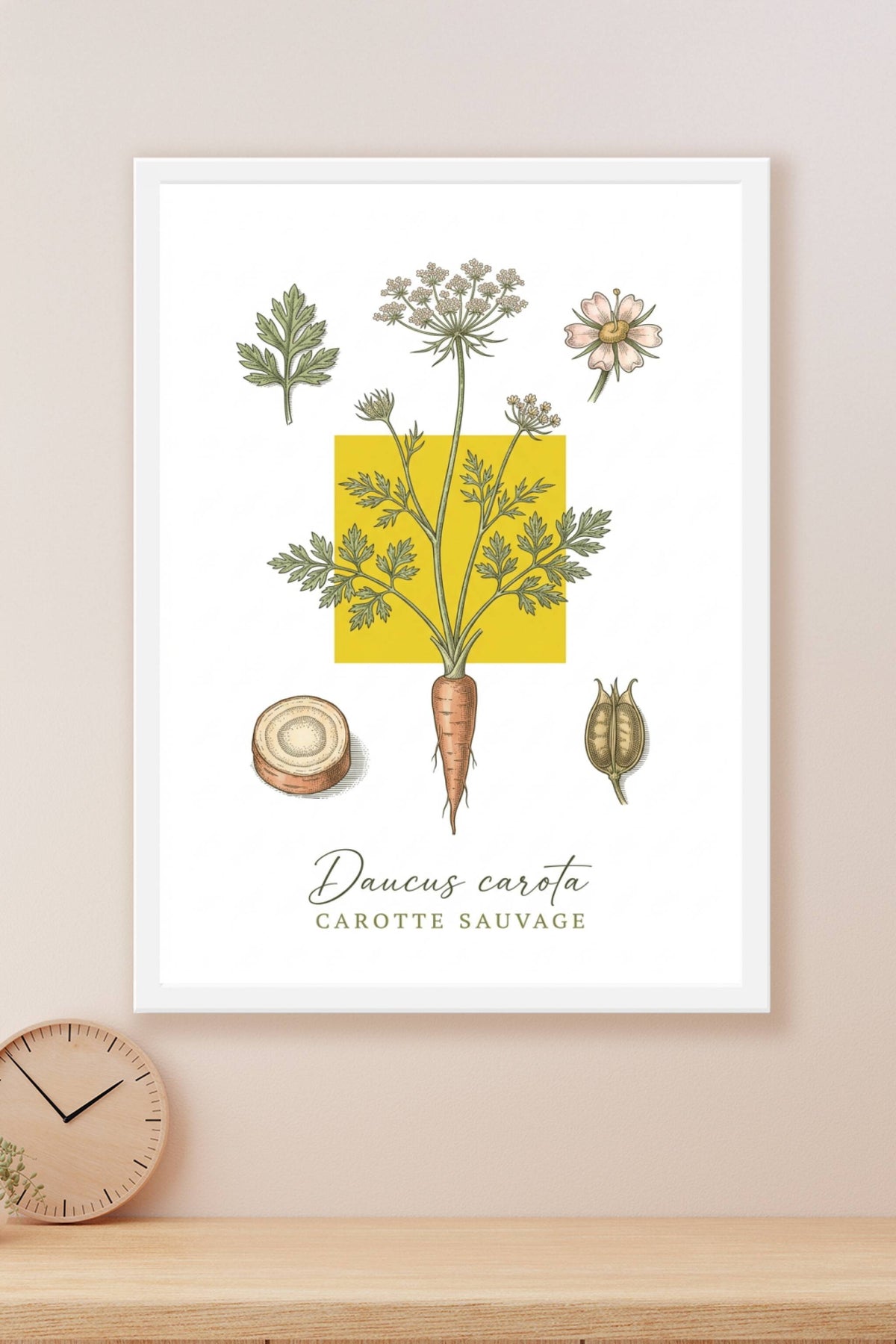 Affiche de Carotte Sauvage, planche botanique | Afich