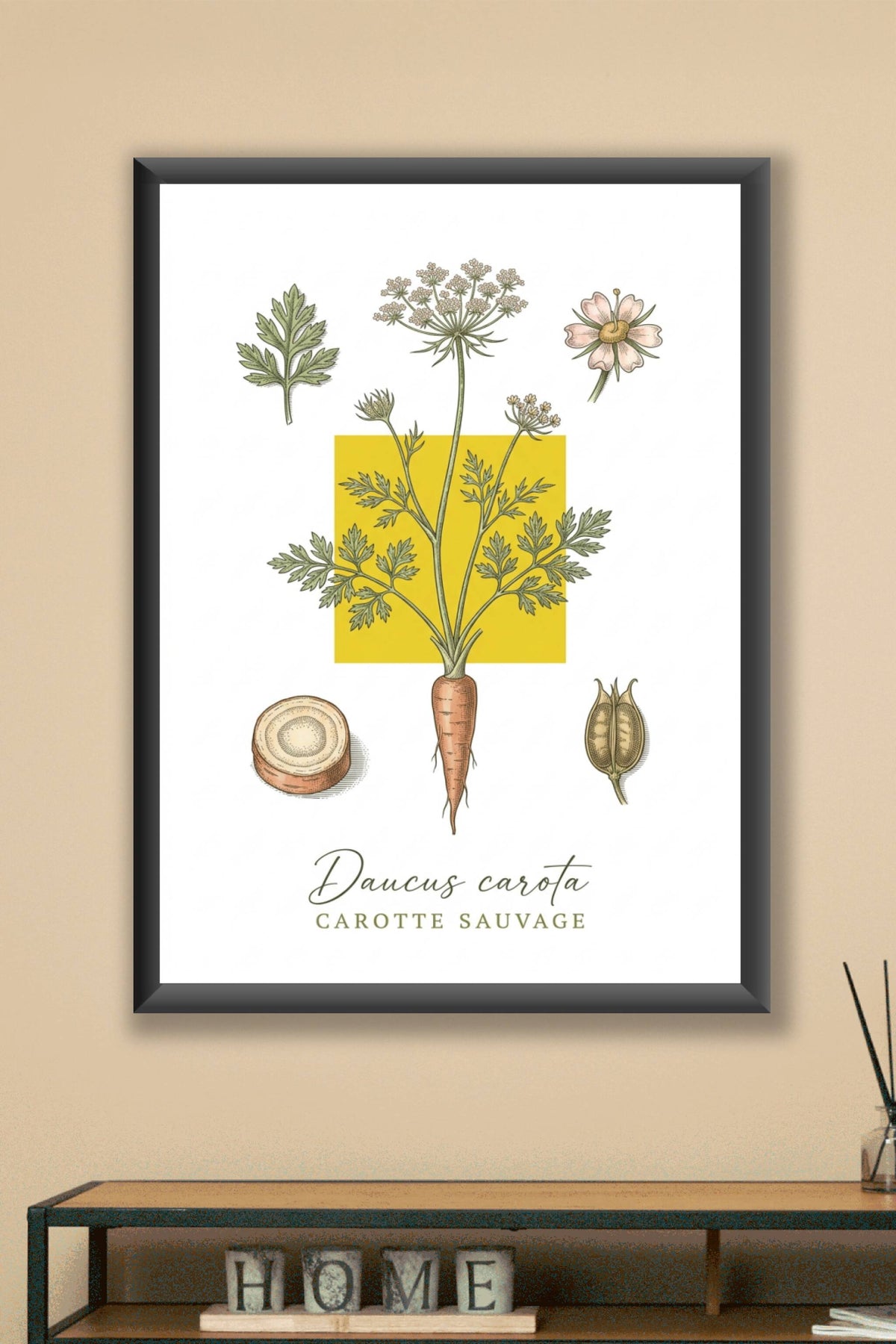 Affiche de Carotte Sauvage, planche botanique | Afich