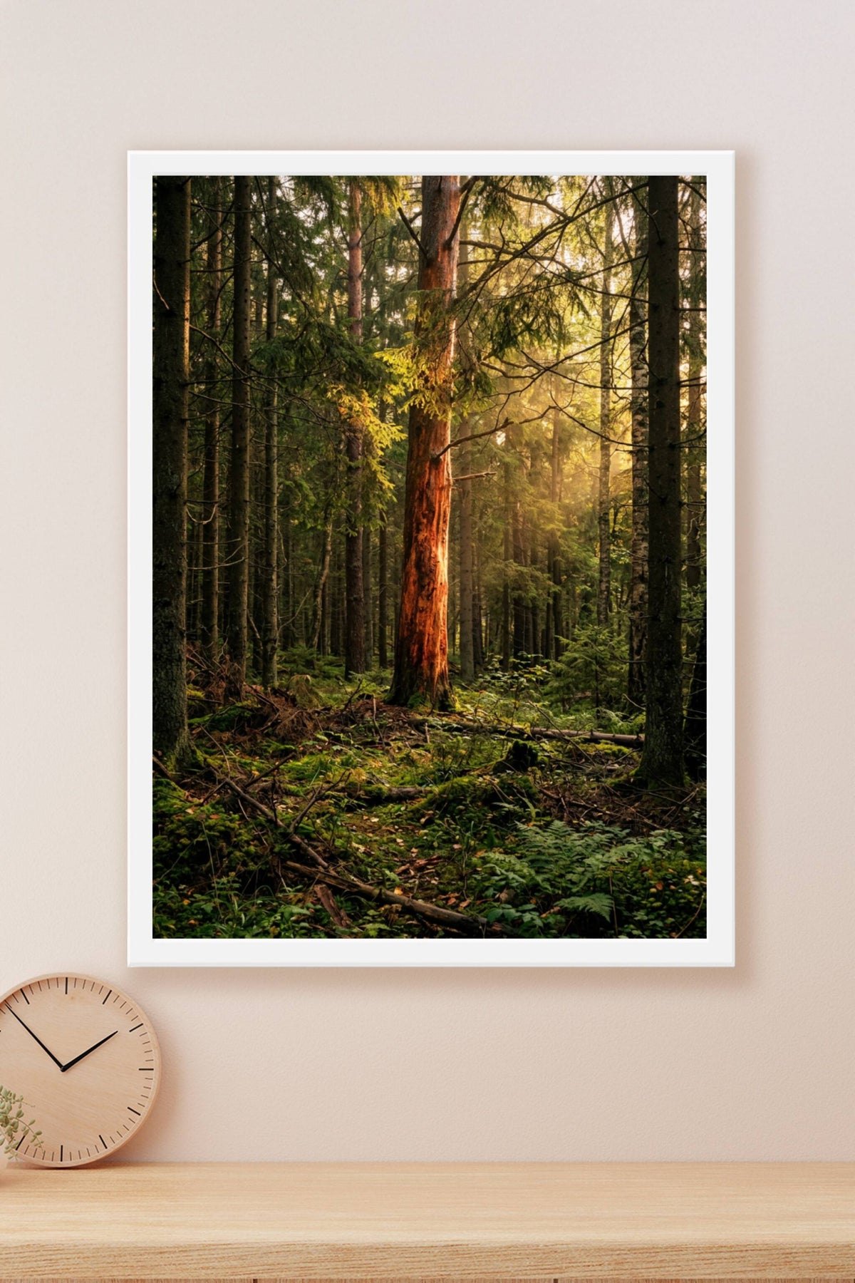Affiche de forêt, poster sapins et lumière