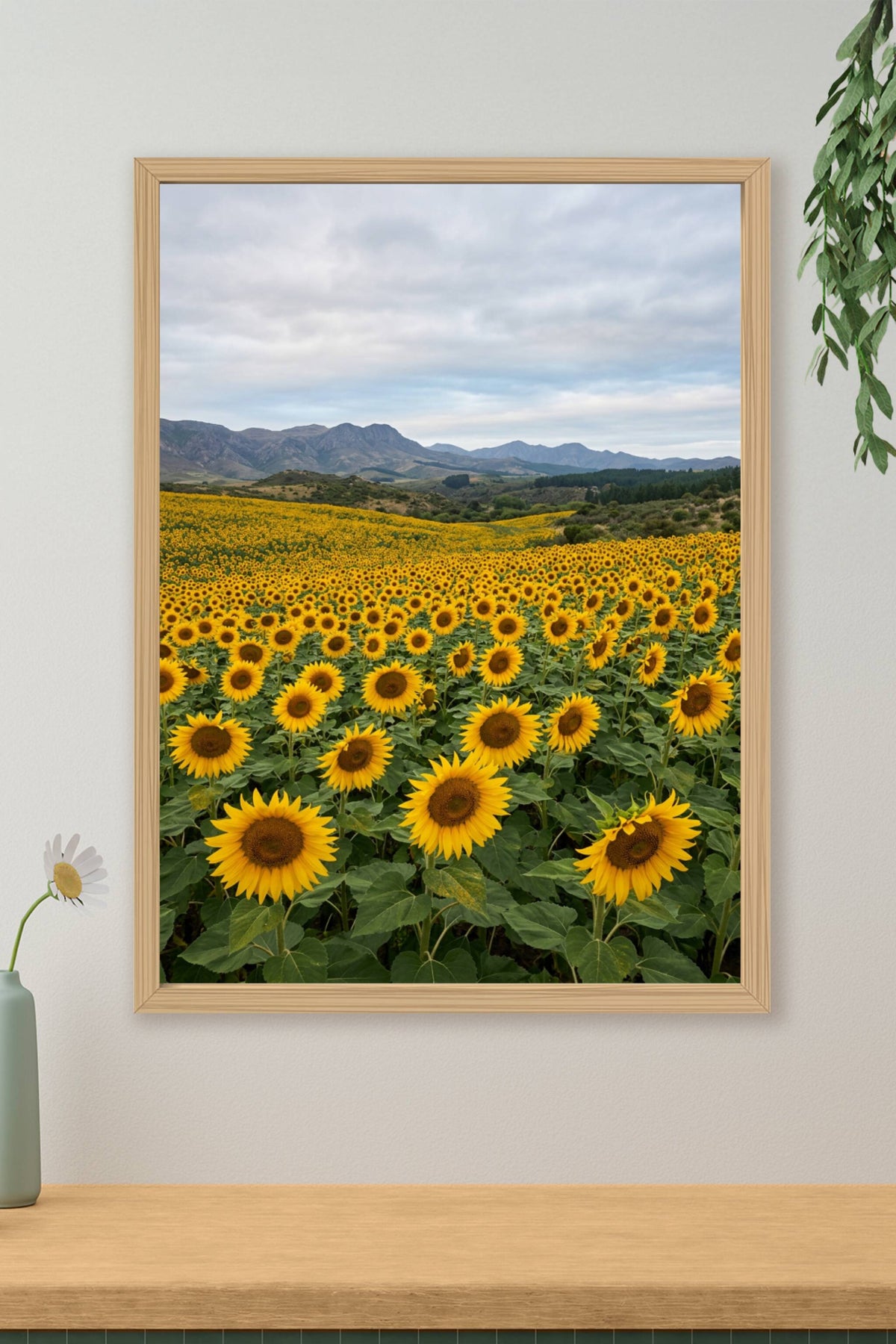 Affiche de Tournesols, poster champs de fleurs