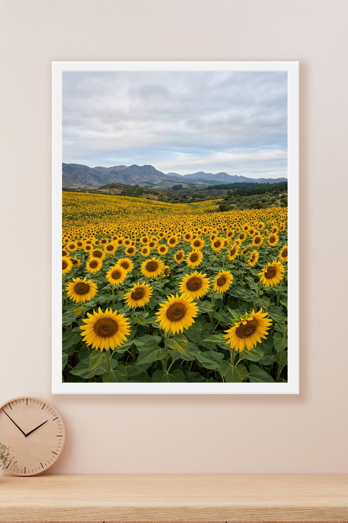 Affiche de Tournesols, poster champs de fleurs