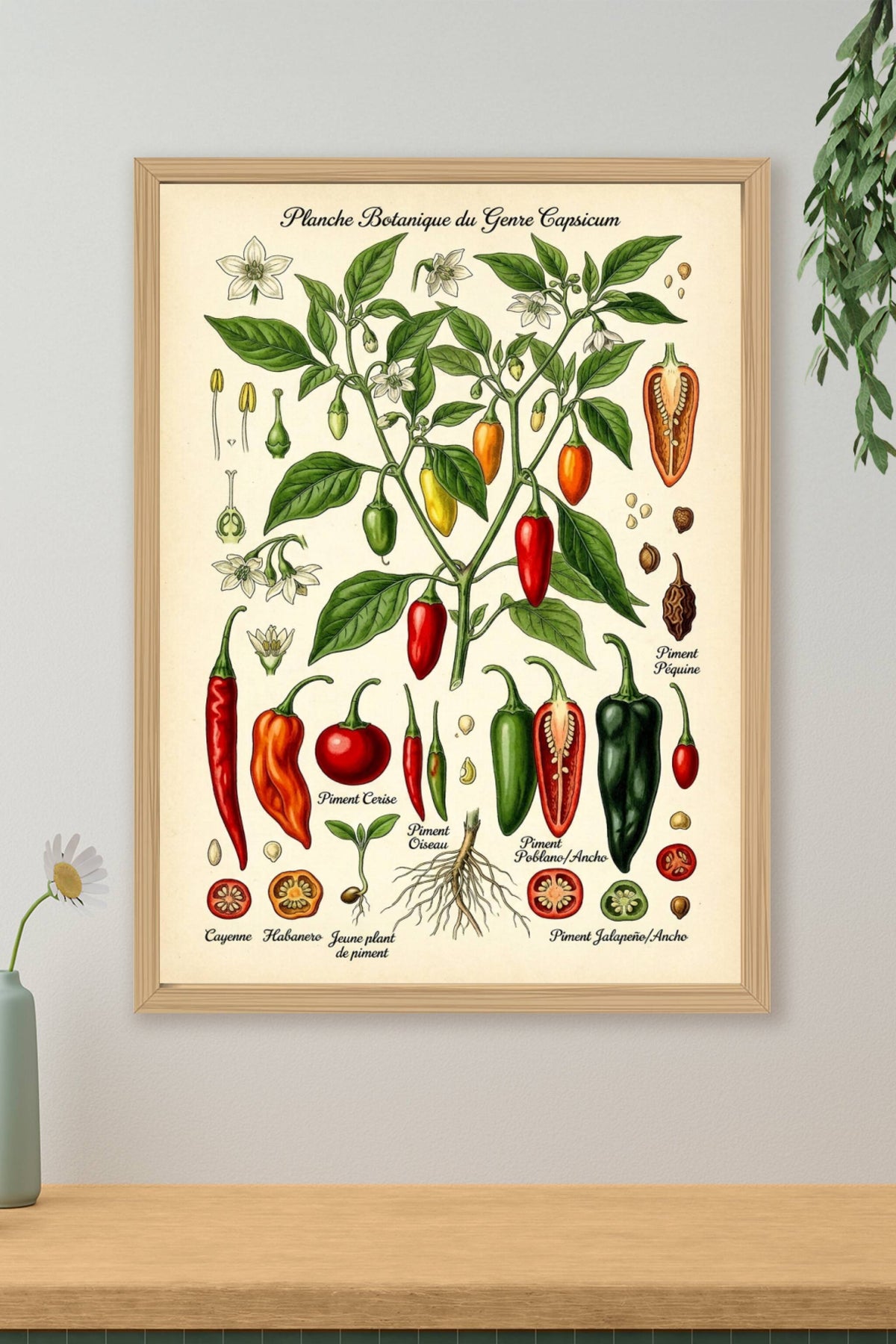 Affiche de piments, poster planches botaniques