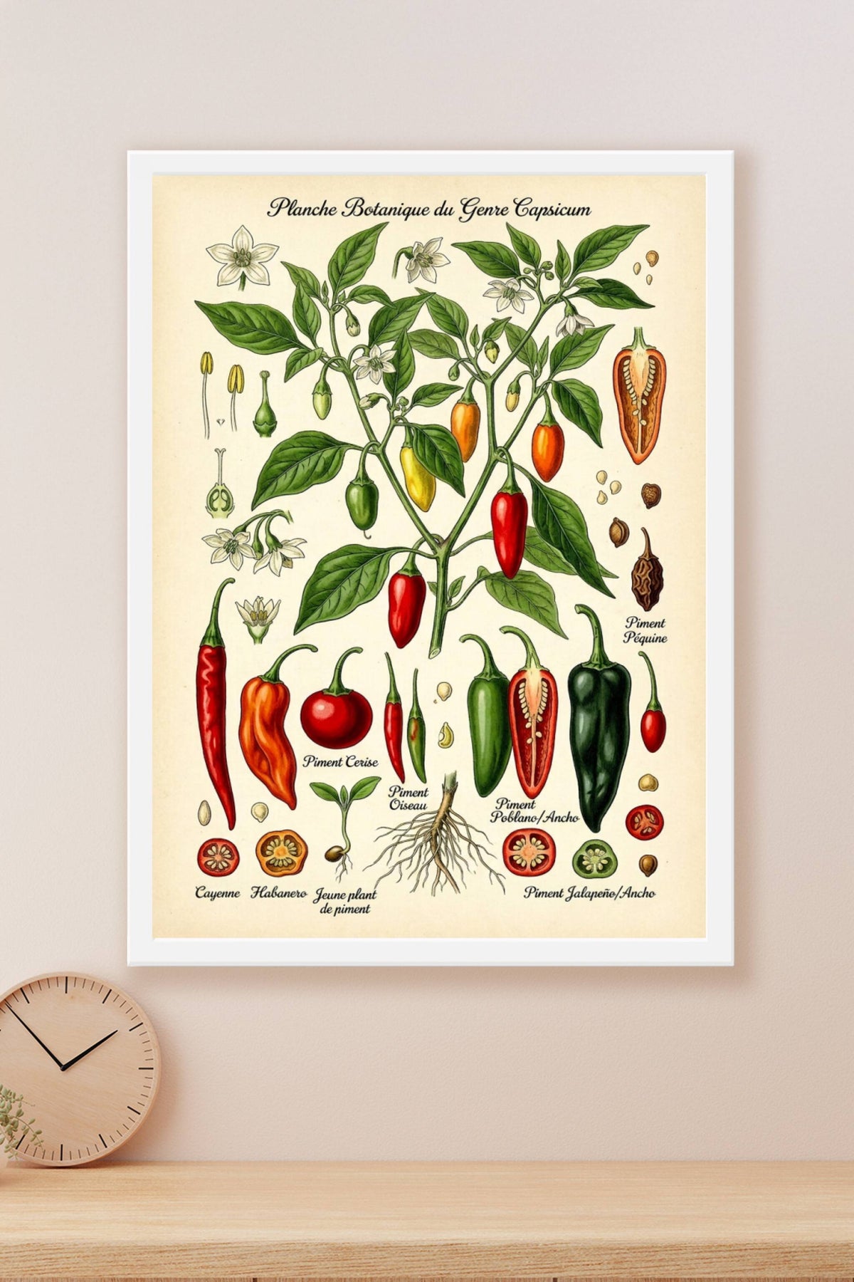 Affiche de piments, poster planches botaniques