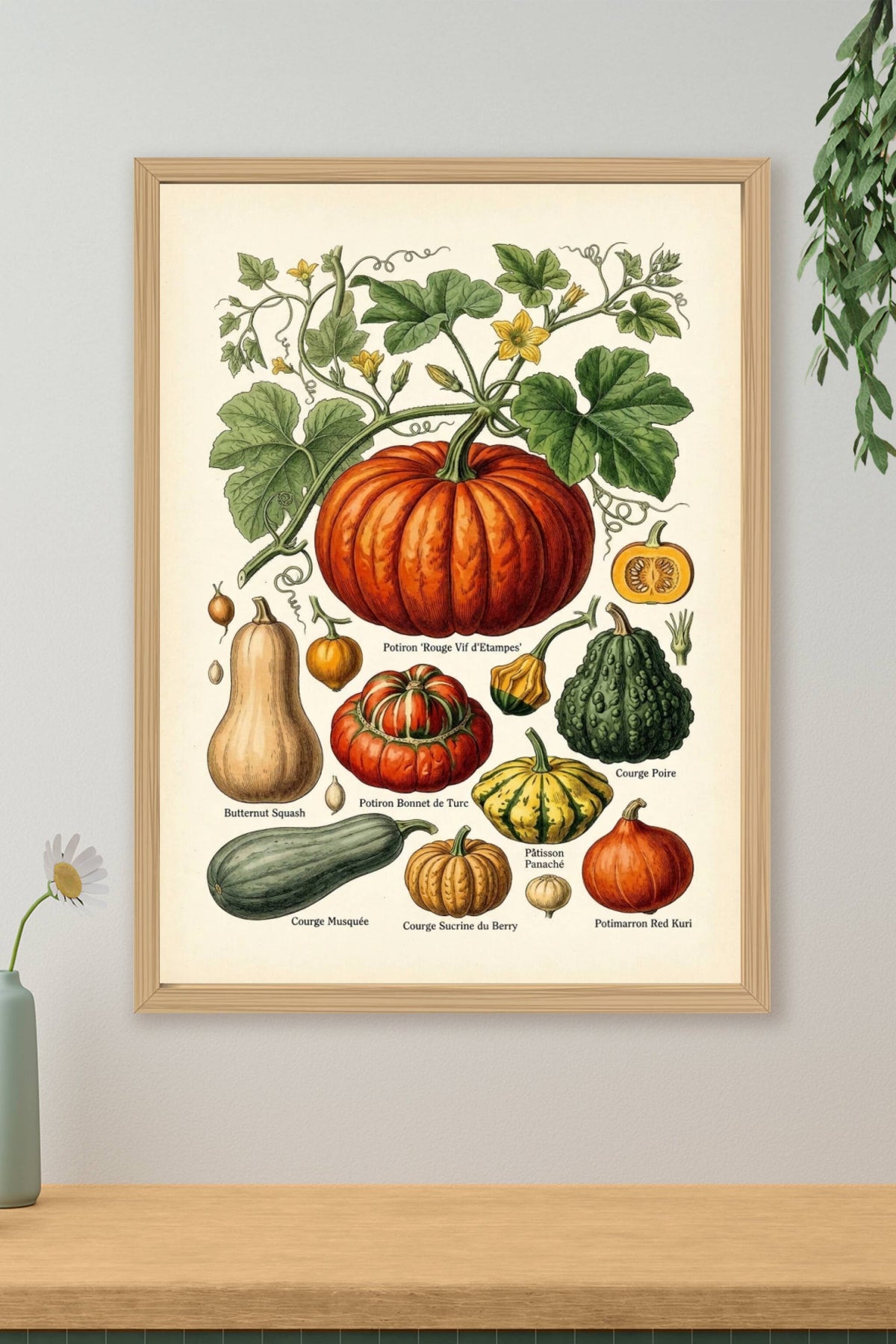 Affiche de courges, poster planches botaniques