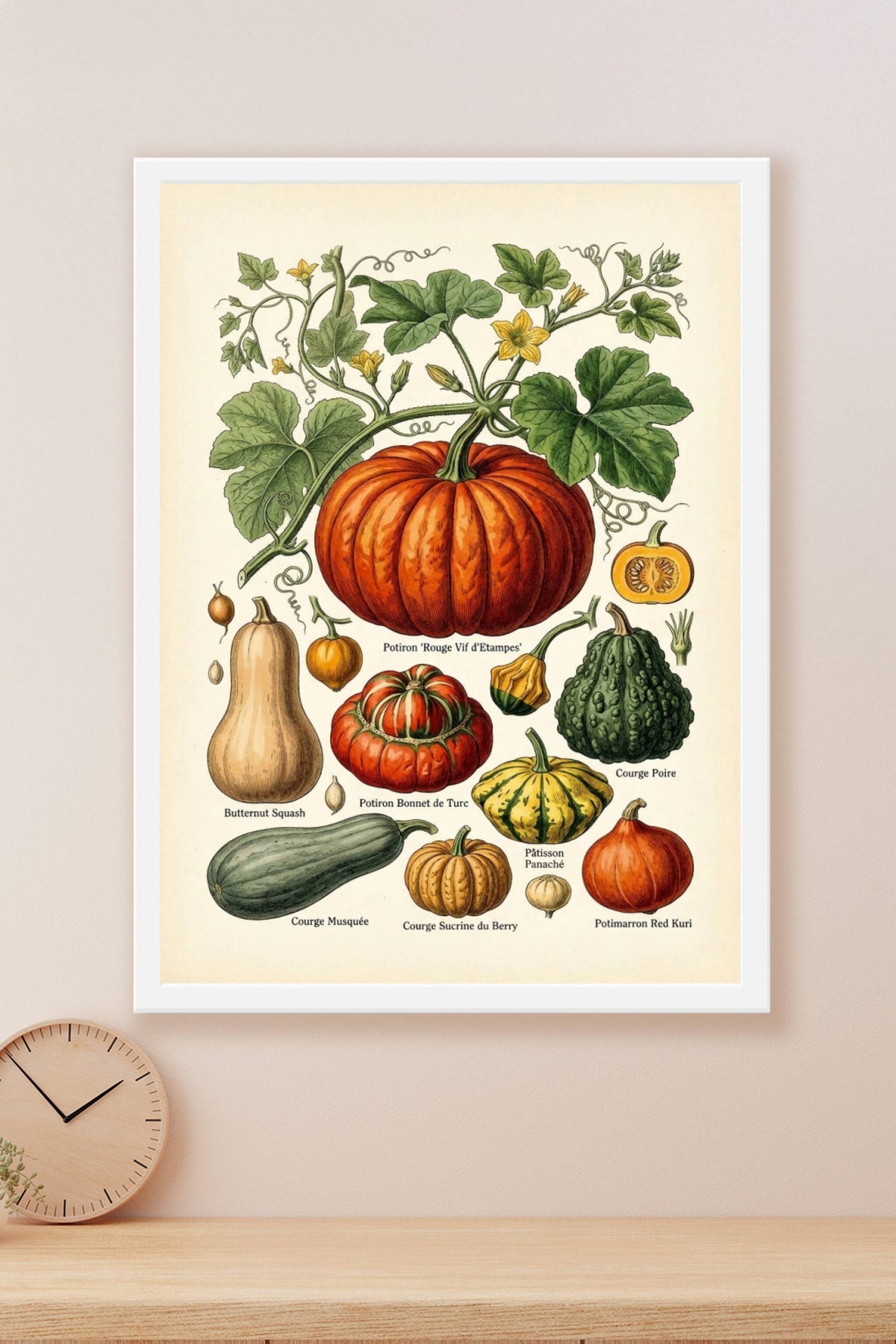 Affiche de courges, poster planches botaniques