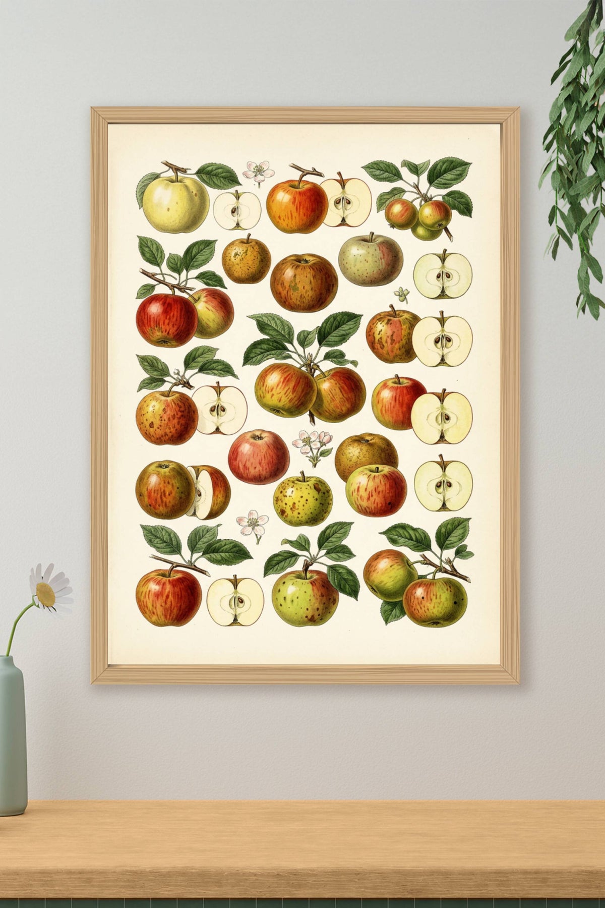 Affiche de pommes, poster planches botaniques
